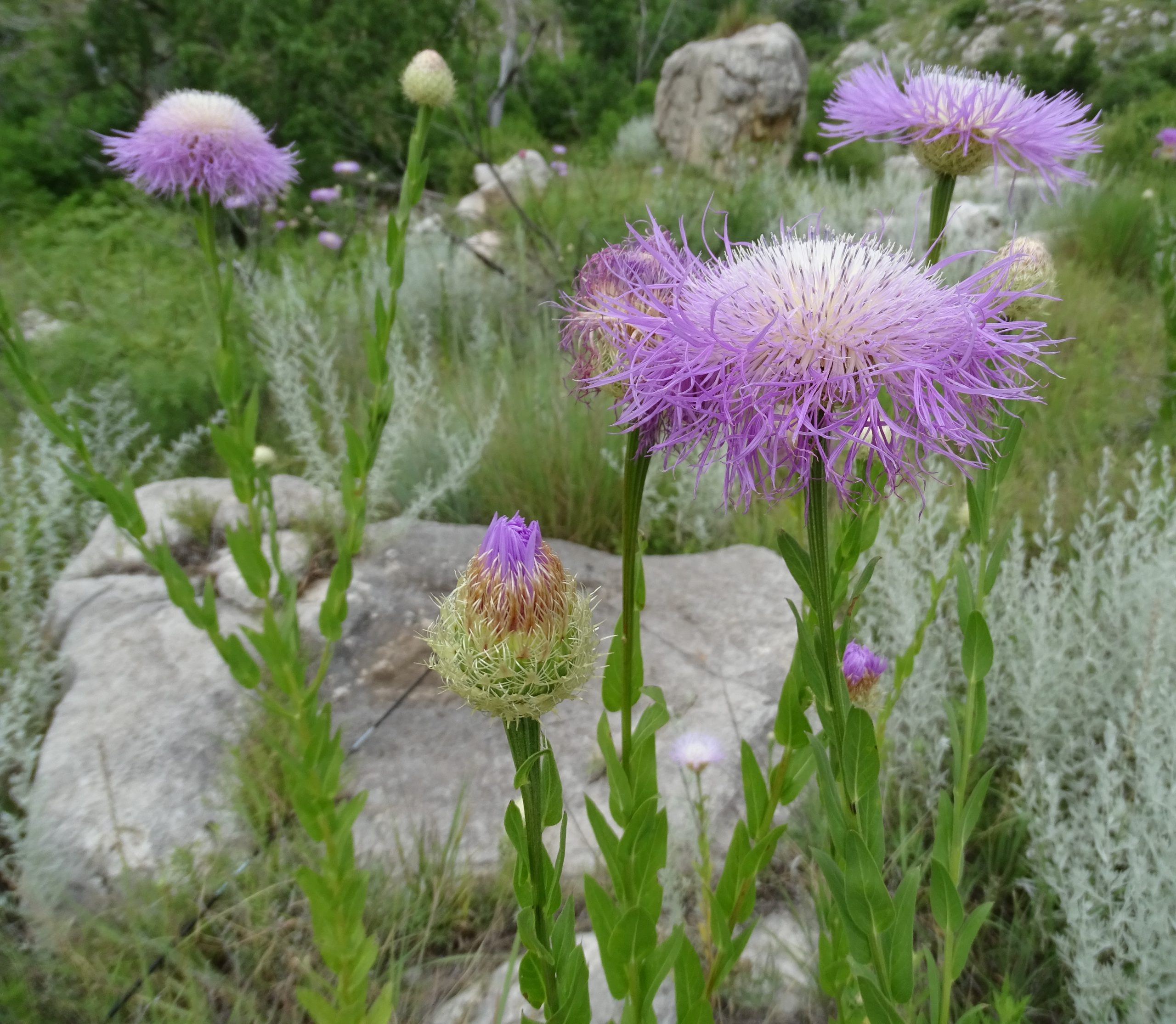 Plectocephalus americana