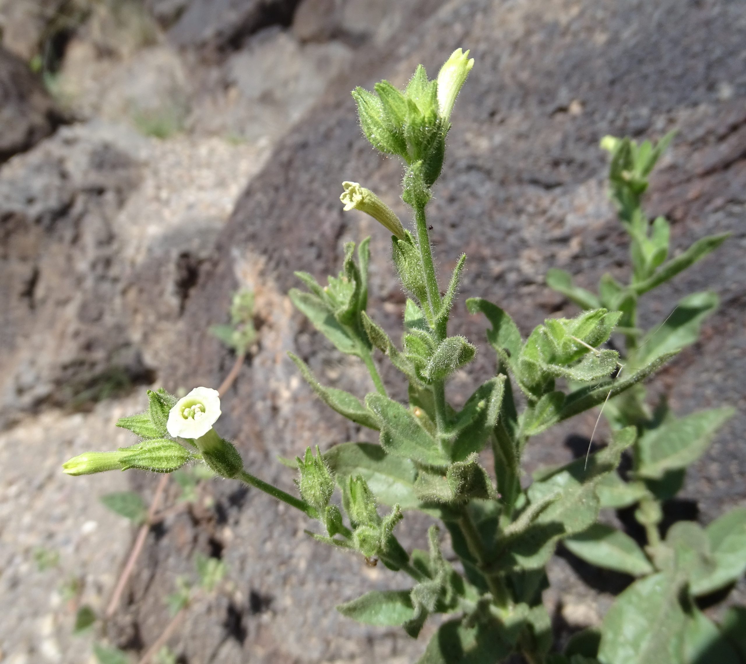 Nicotiana obtusifolia