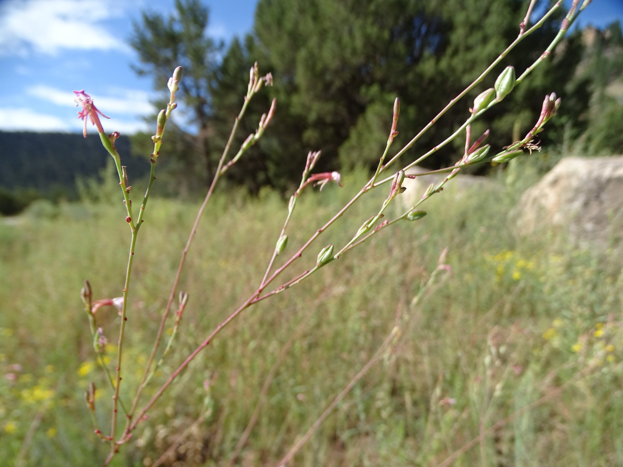 Oenothera hexandra