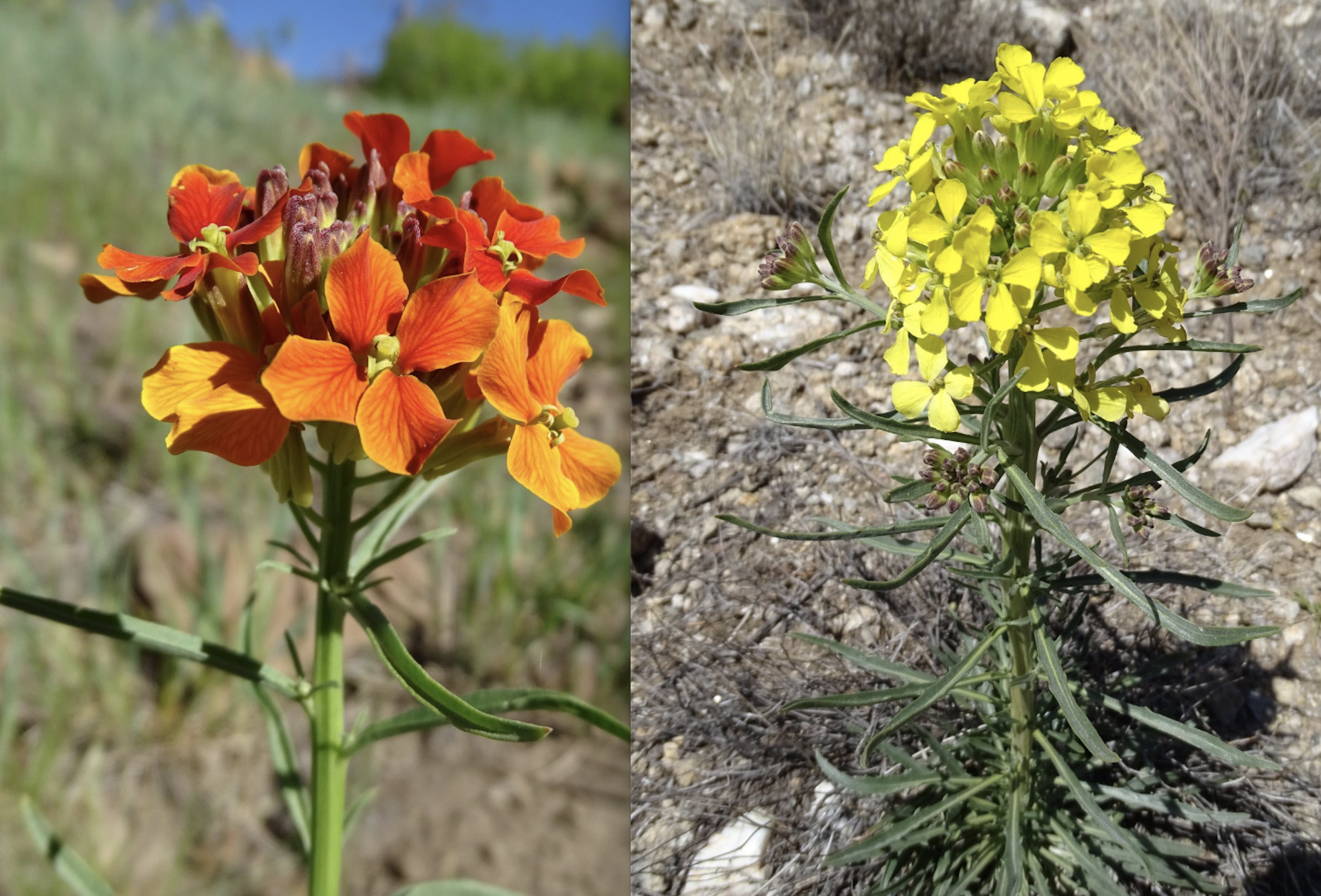 Erysimum capitatum