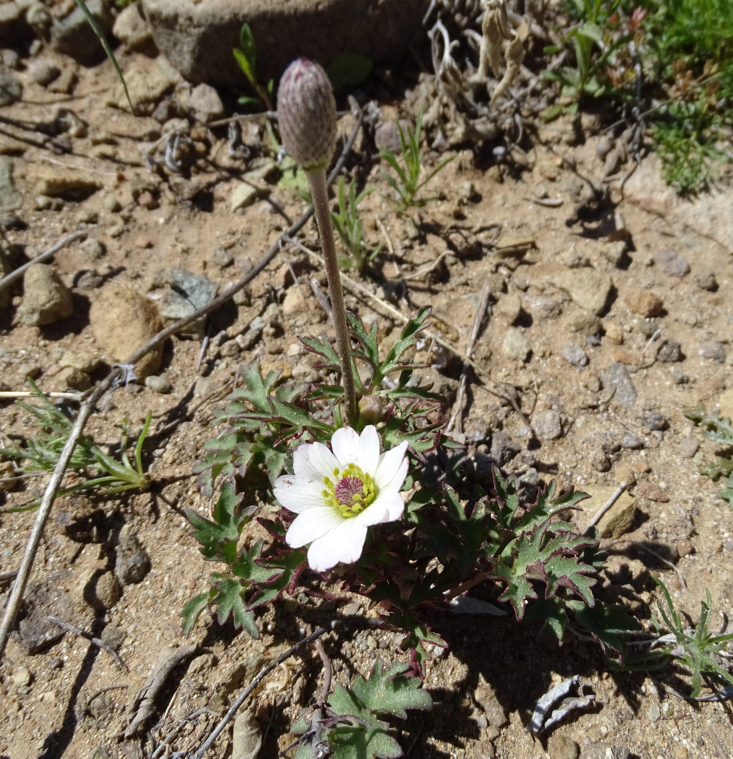 Anemone tuberosa