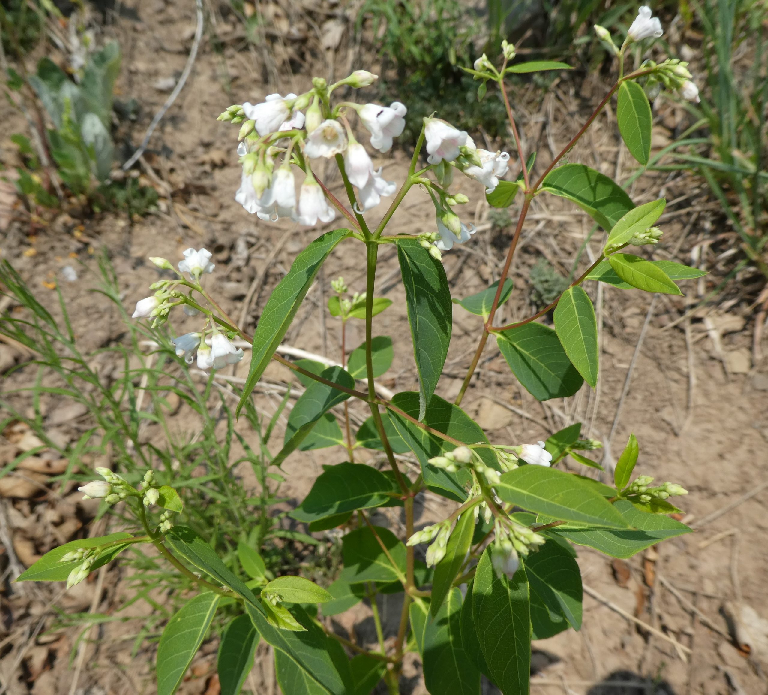 Apocynum androsaemifolium