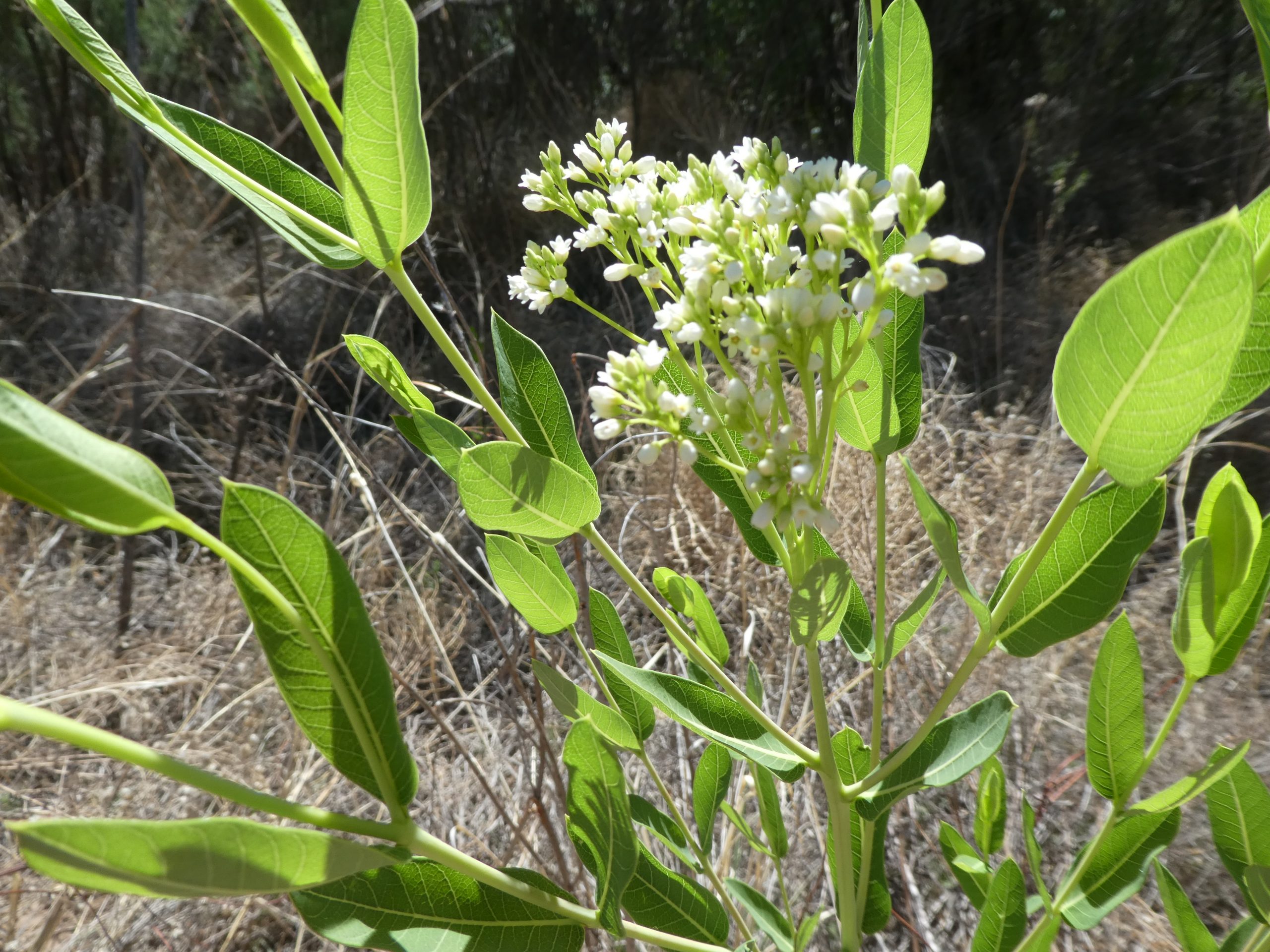 Apocynum cannabium