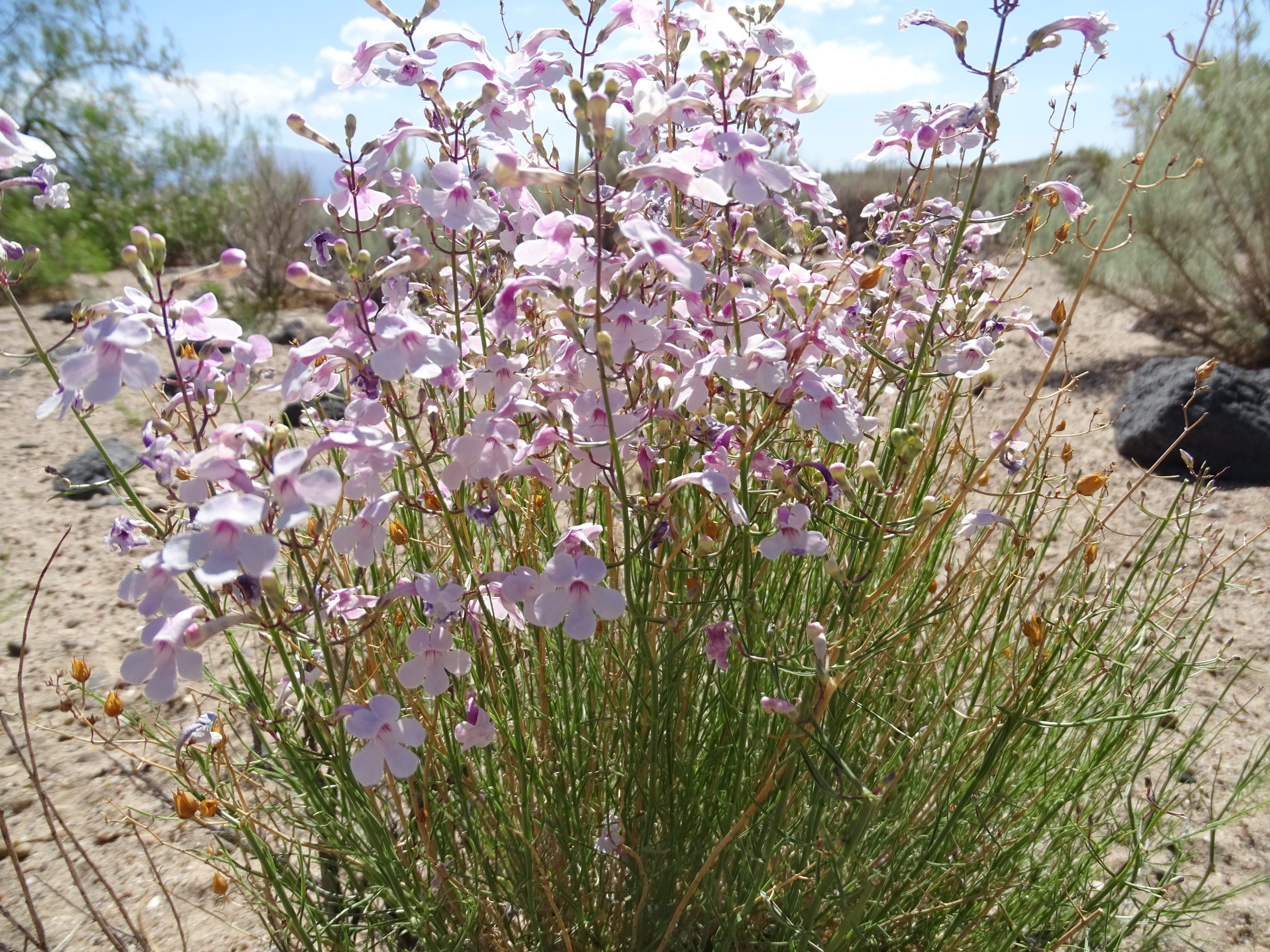 Penstemon ambiguus