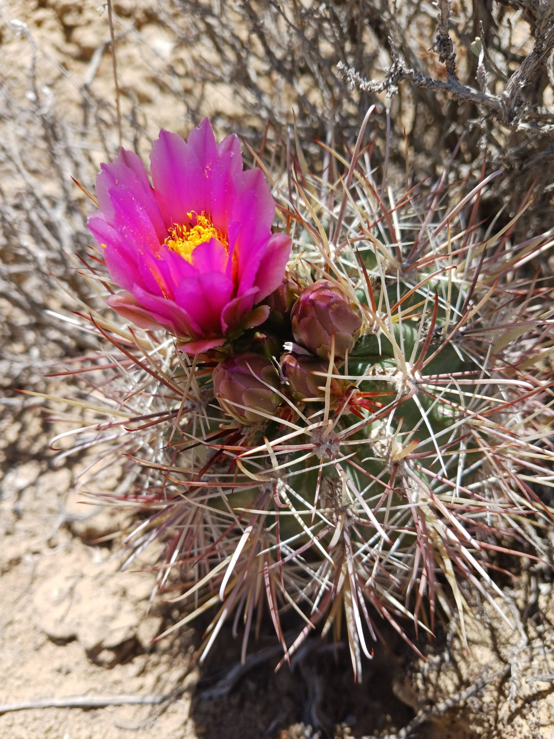 Sclerocactus parviflorus