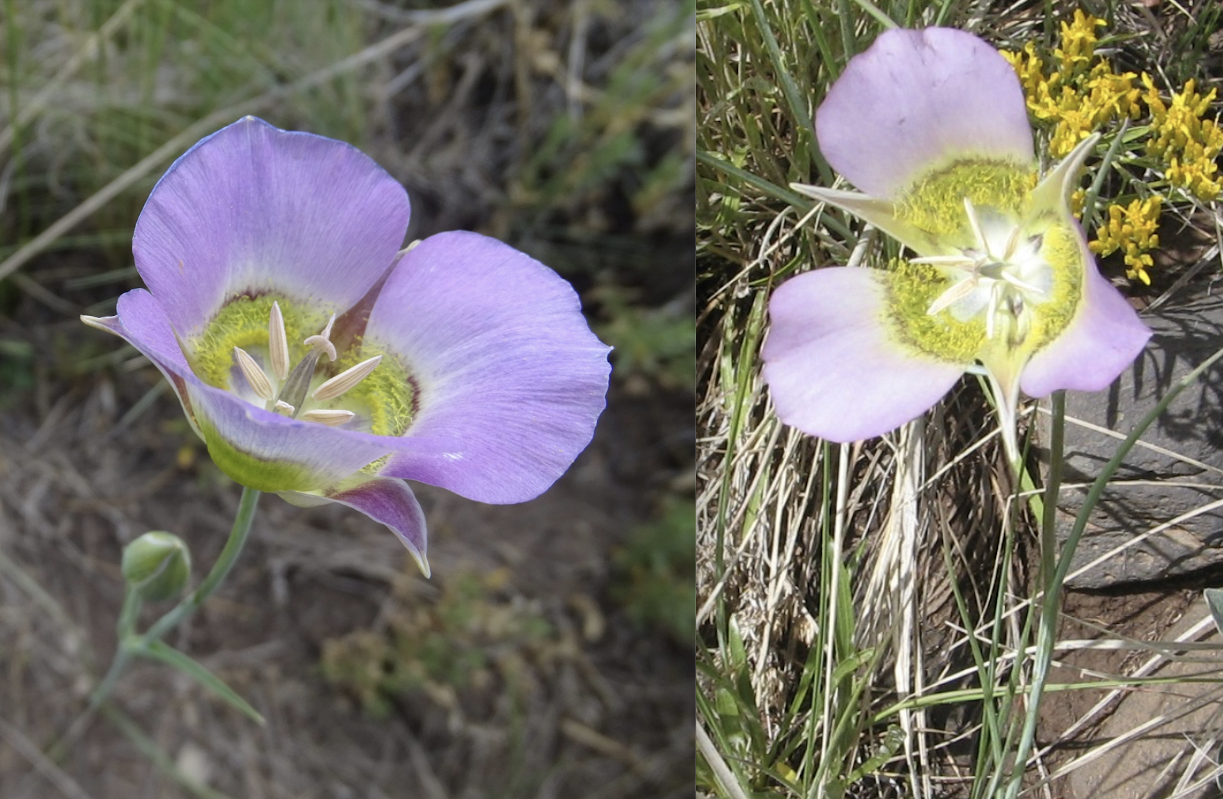 Calochortus gunnissonii