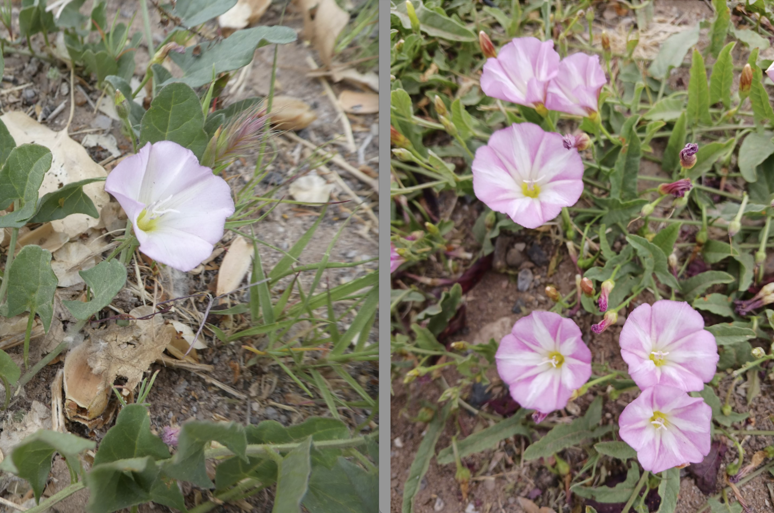 Convolvulus arvensis