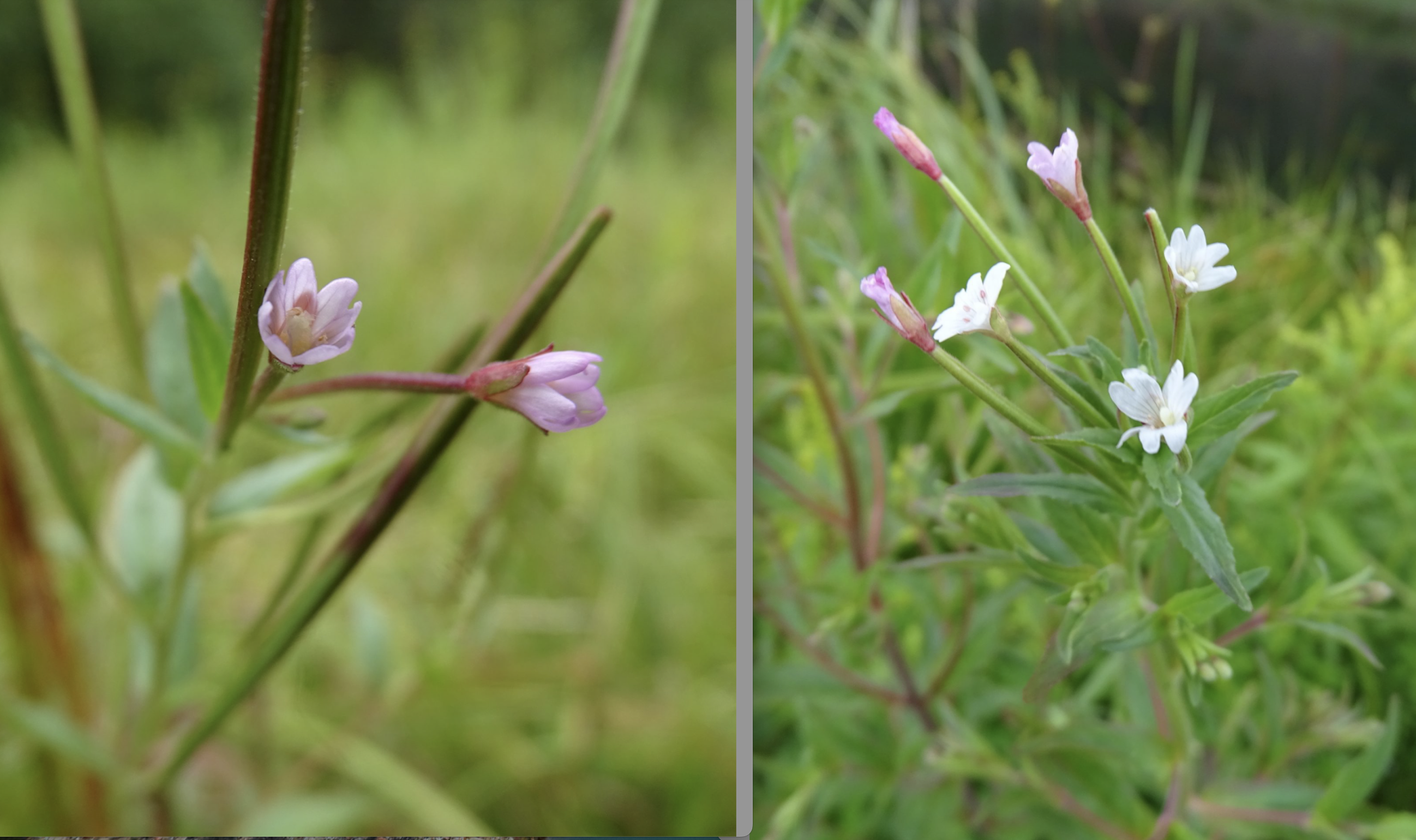 Epilobium ciliatum