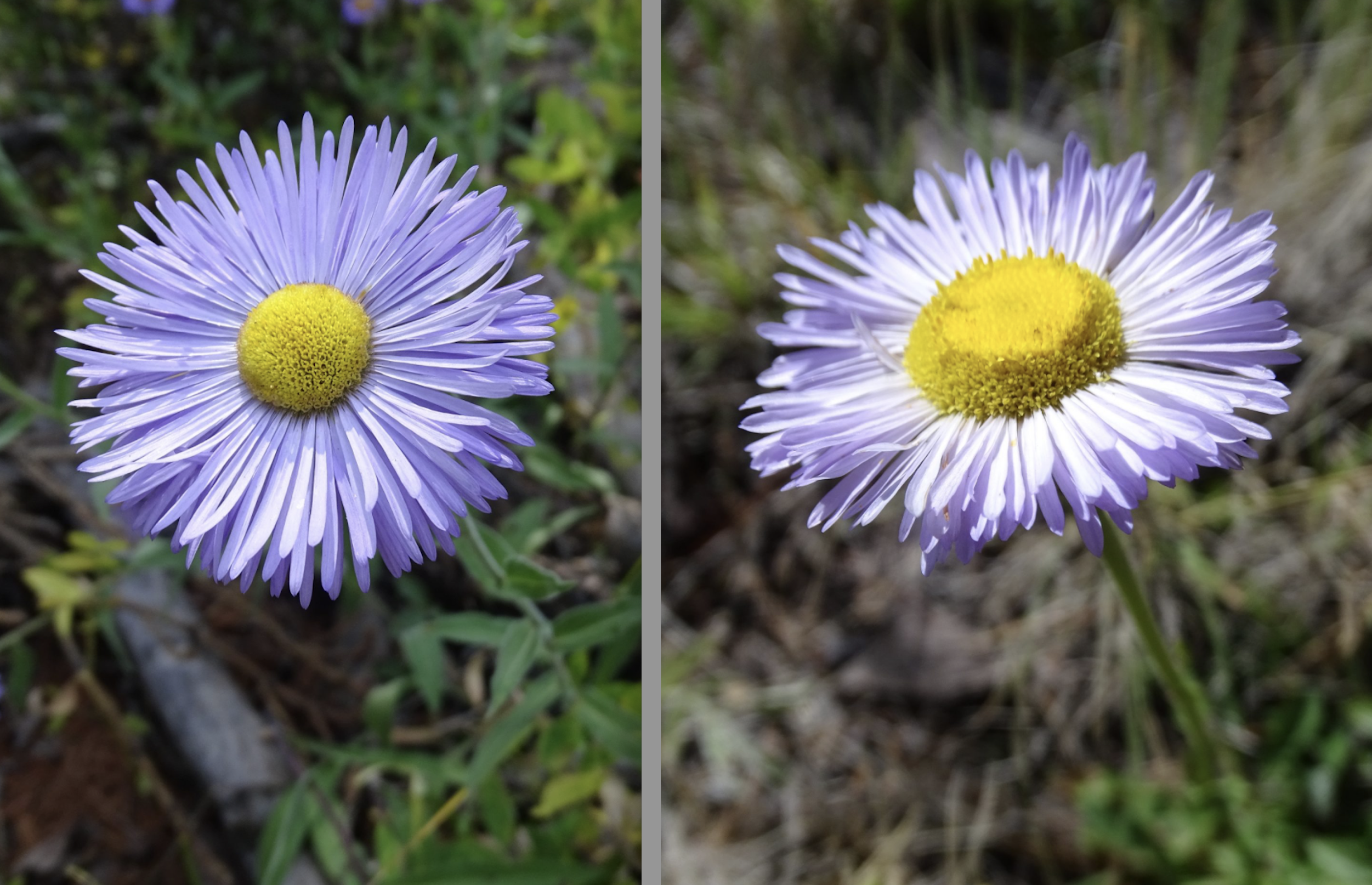 Erigeron formossissimus