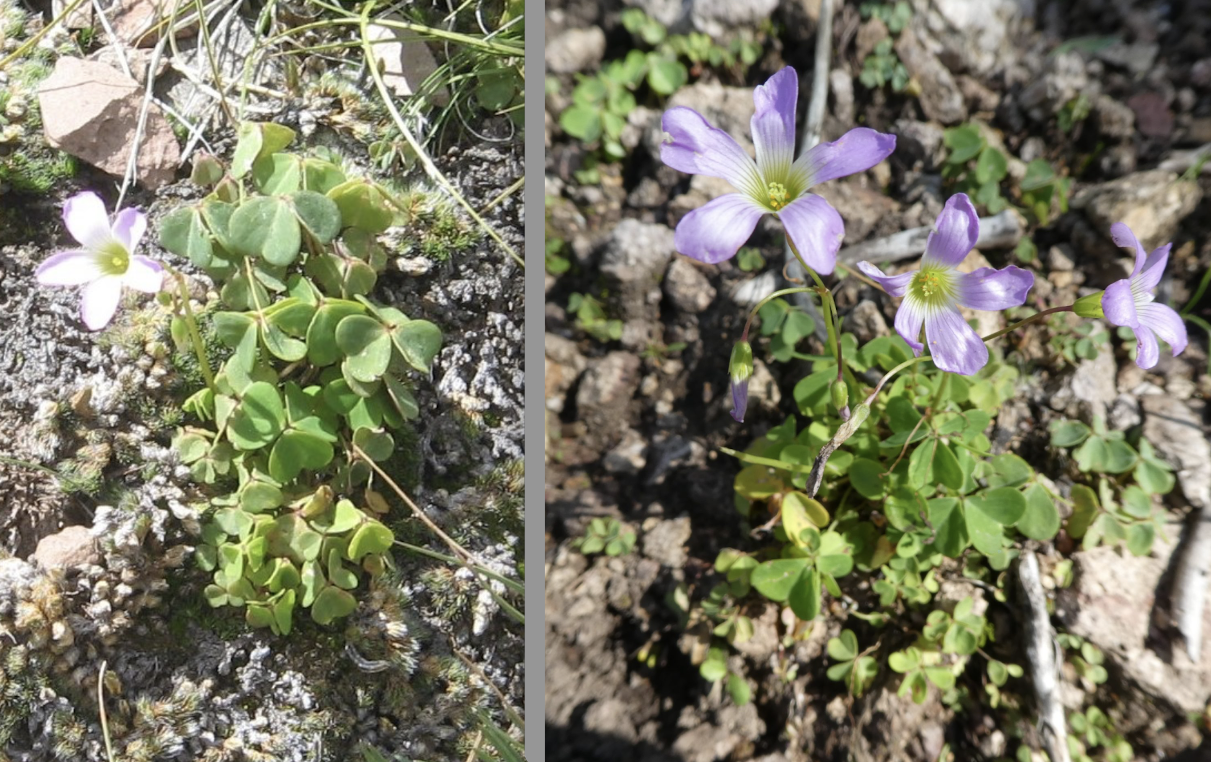 Oxalis alpina