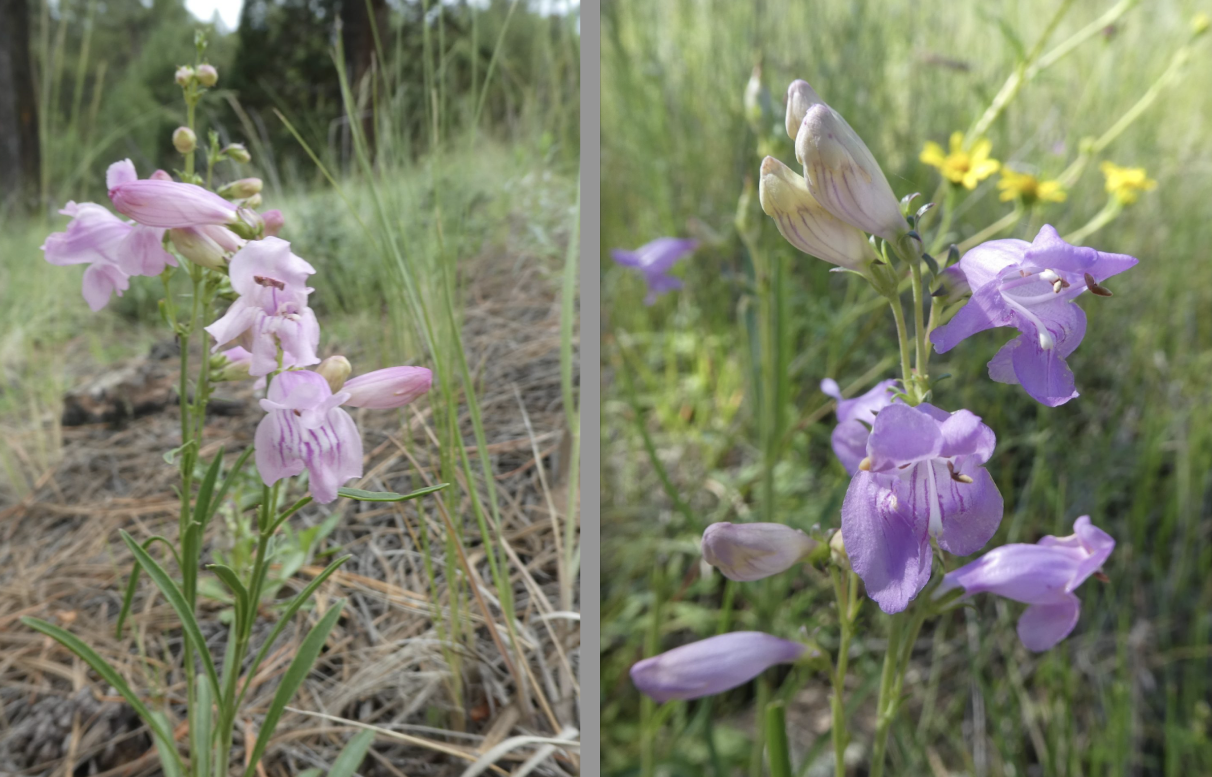 Penstemon virgatus