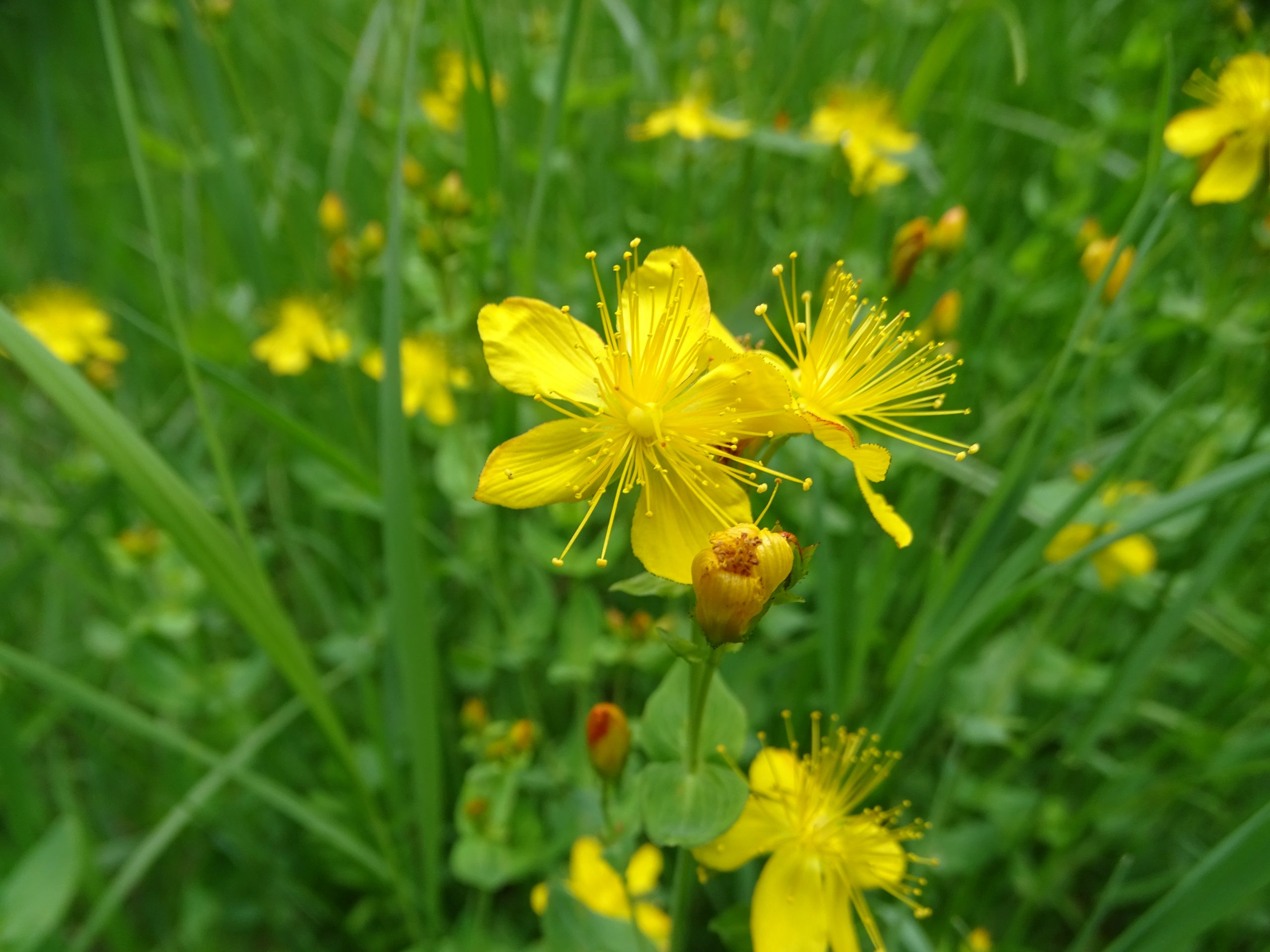 Hypericum scouleri