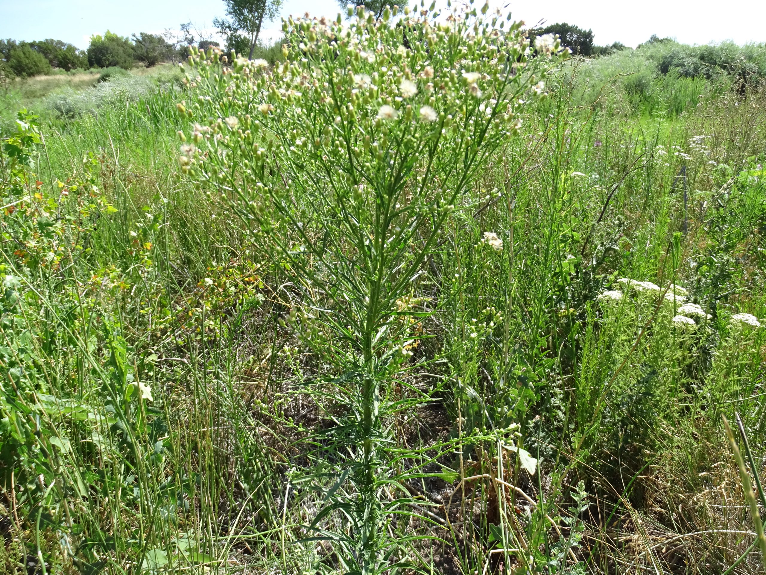 Conyza canadensis