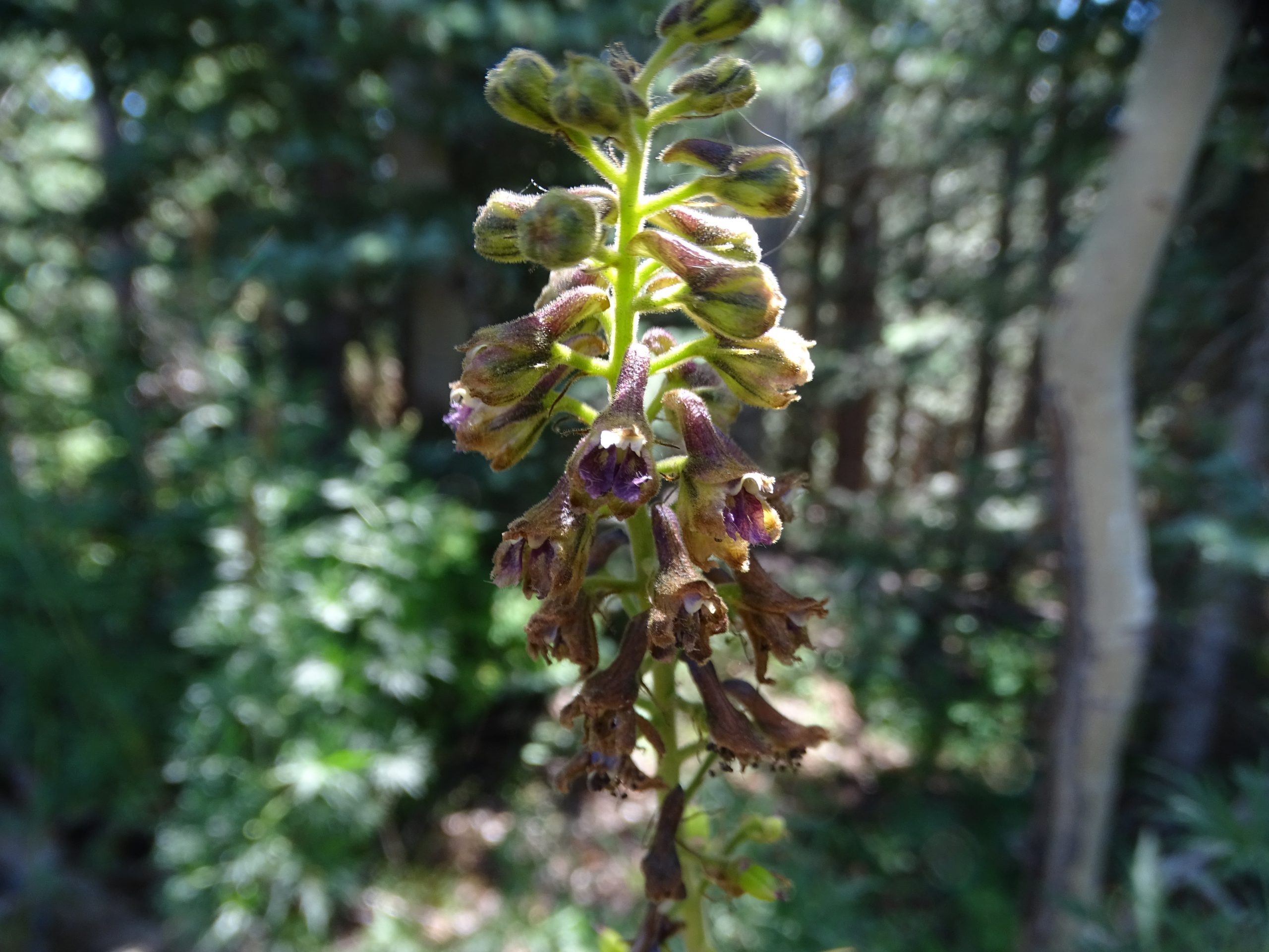 Delphinium sapellonis