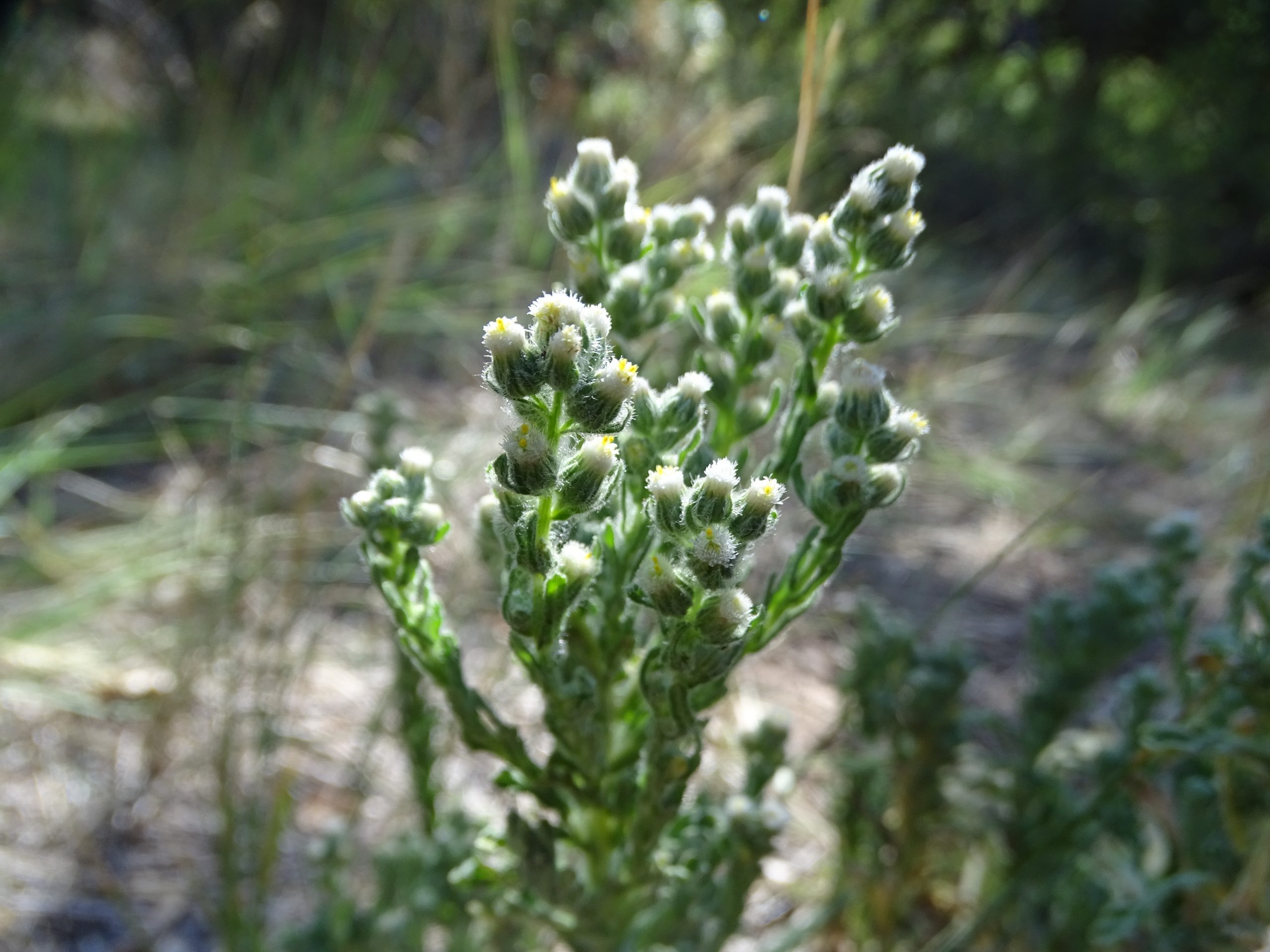 Laennecia coulteri