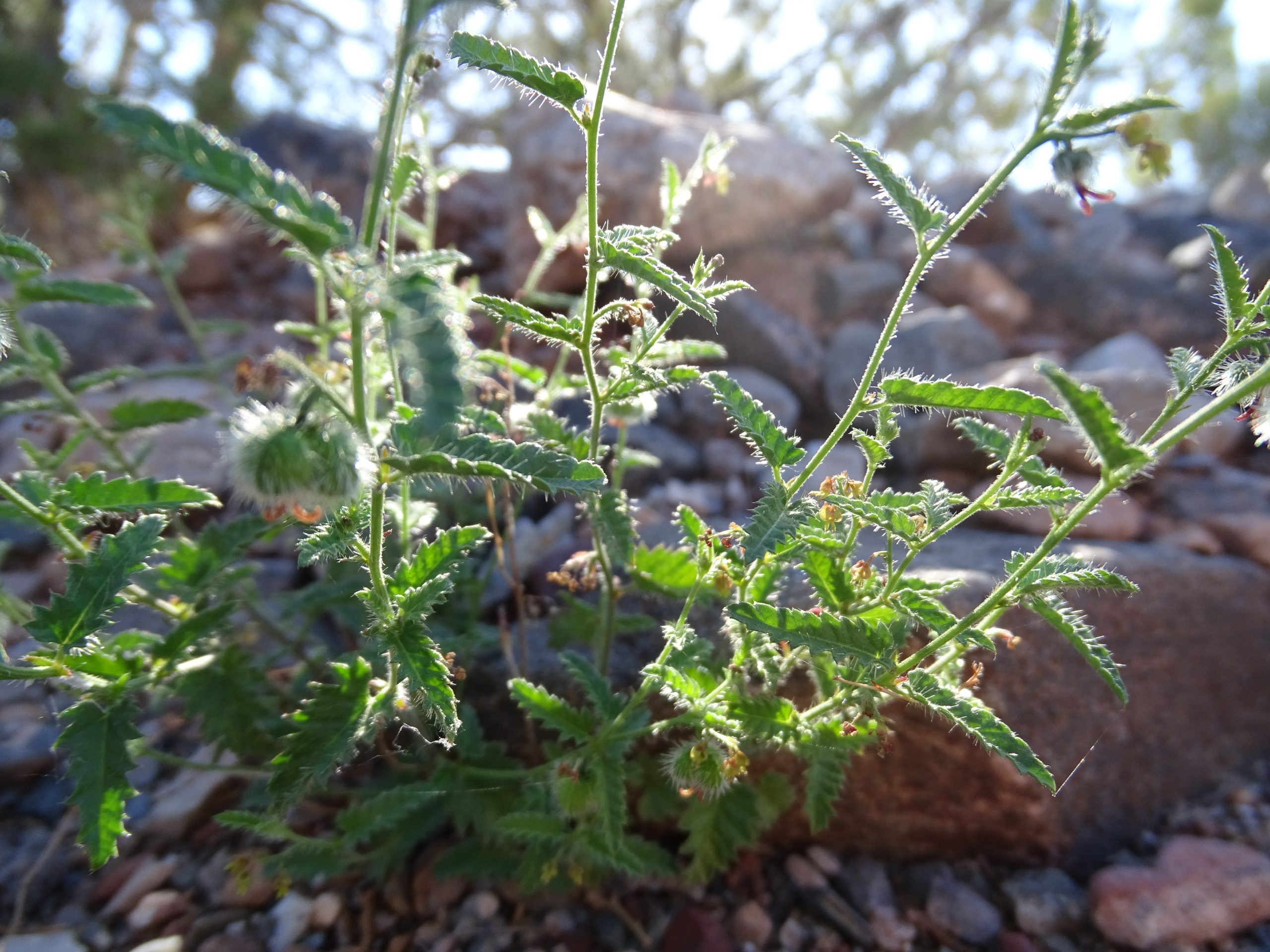 Tragia ramosa