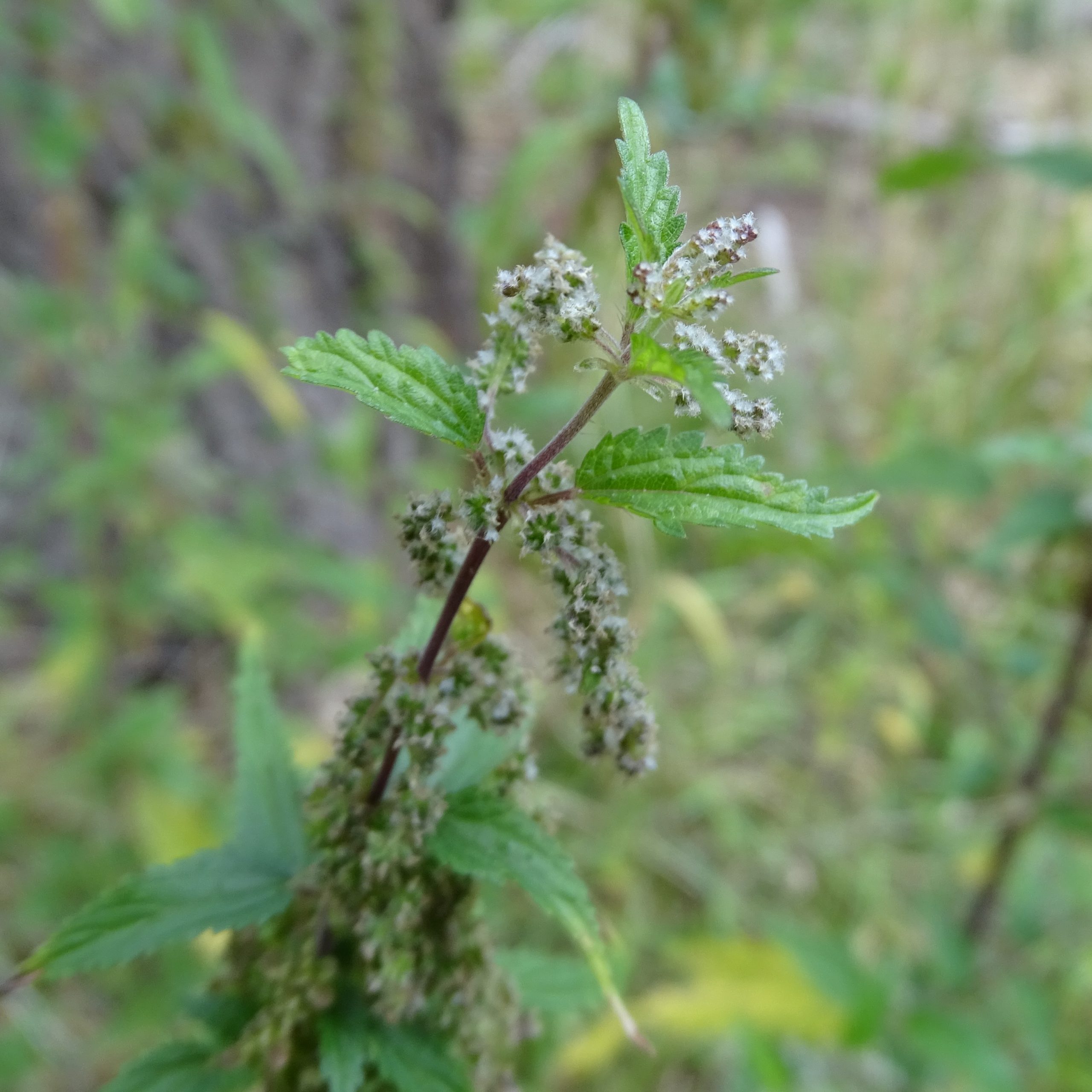 Urtica dioica