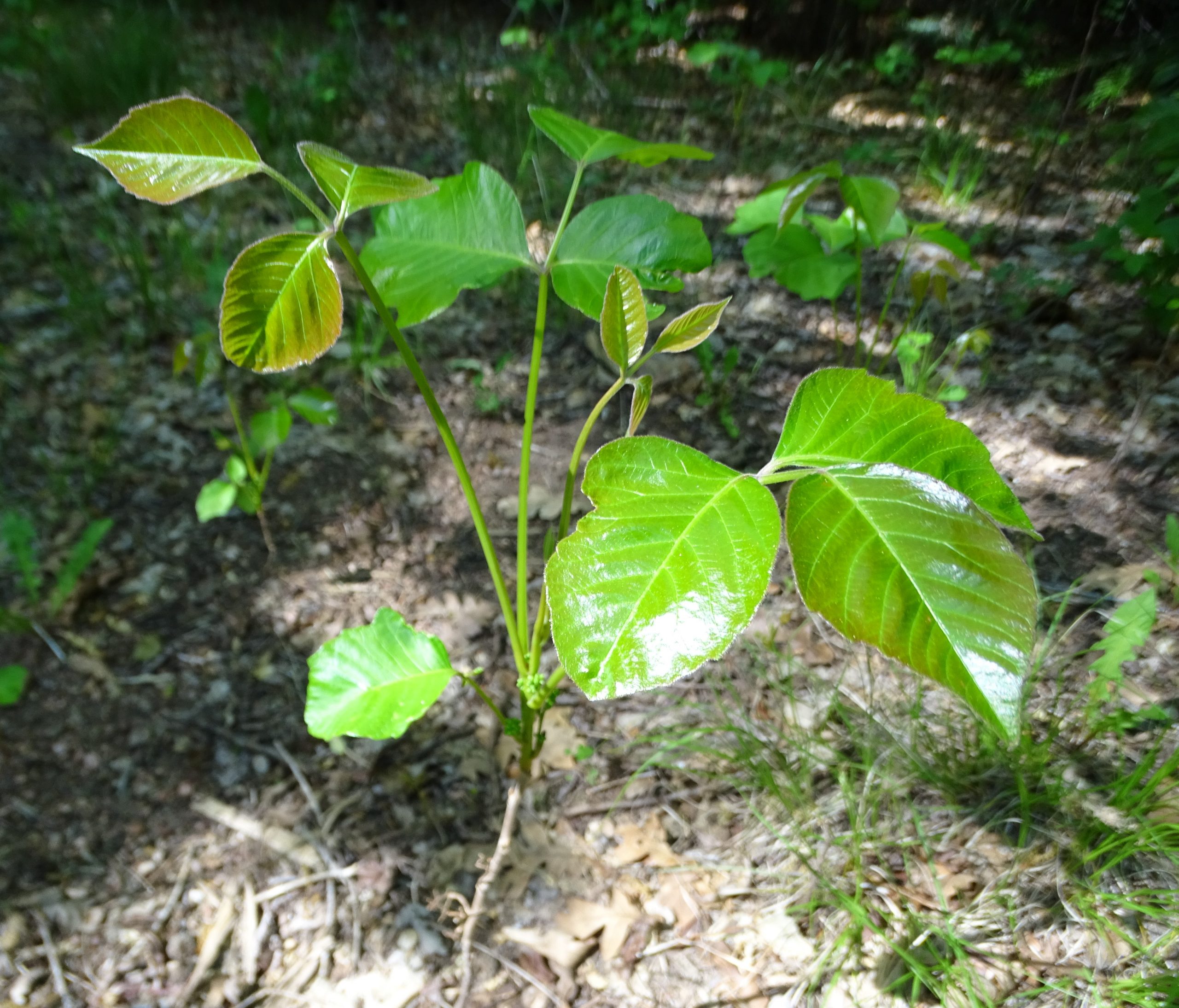 Toxicodendron rydbergii