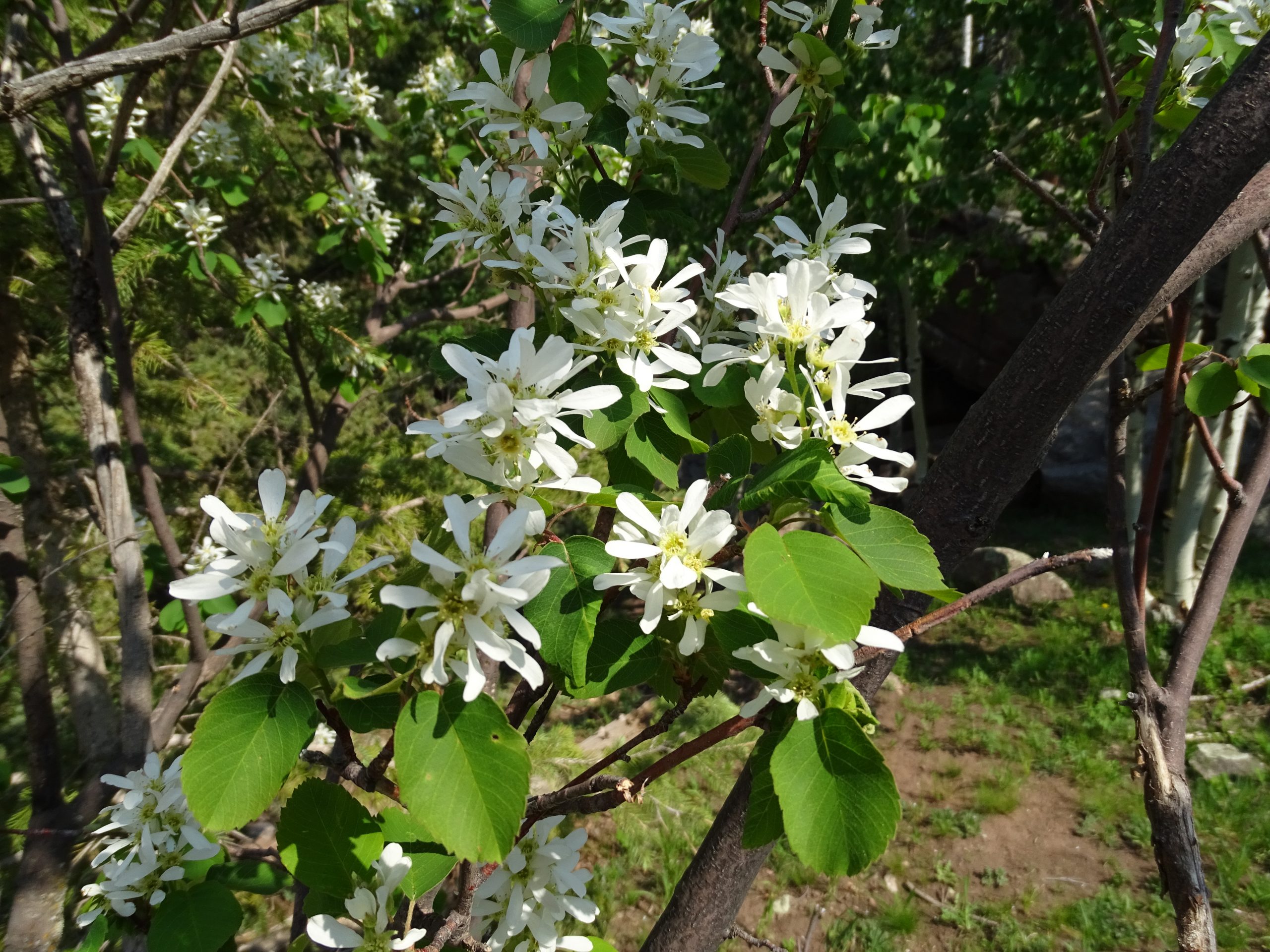 Amelianchier utahensis