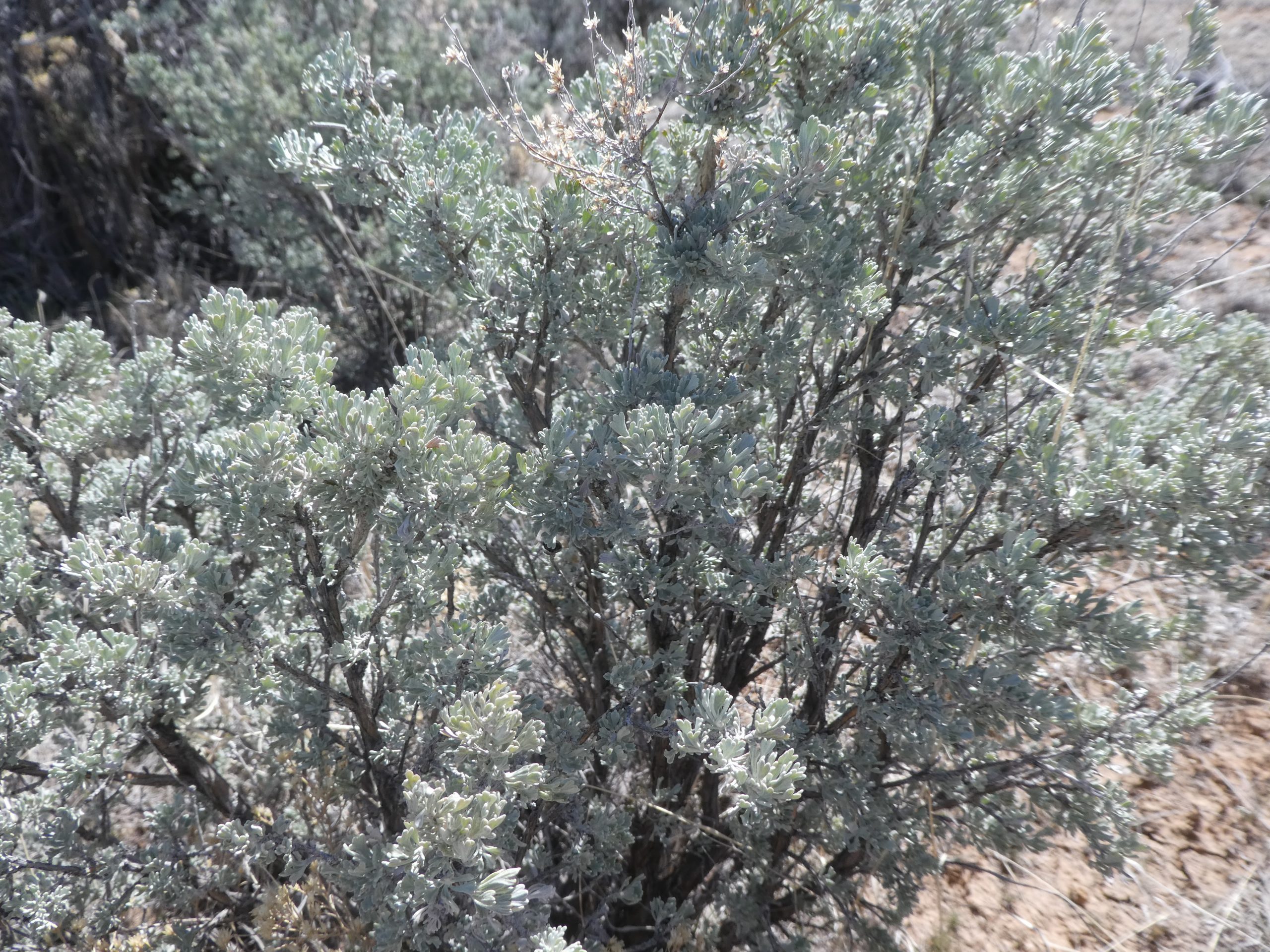 Artemisia tridentata