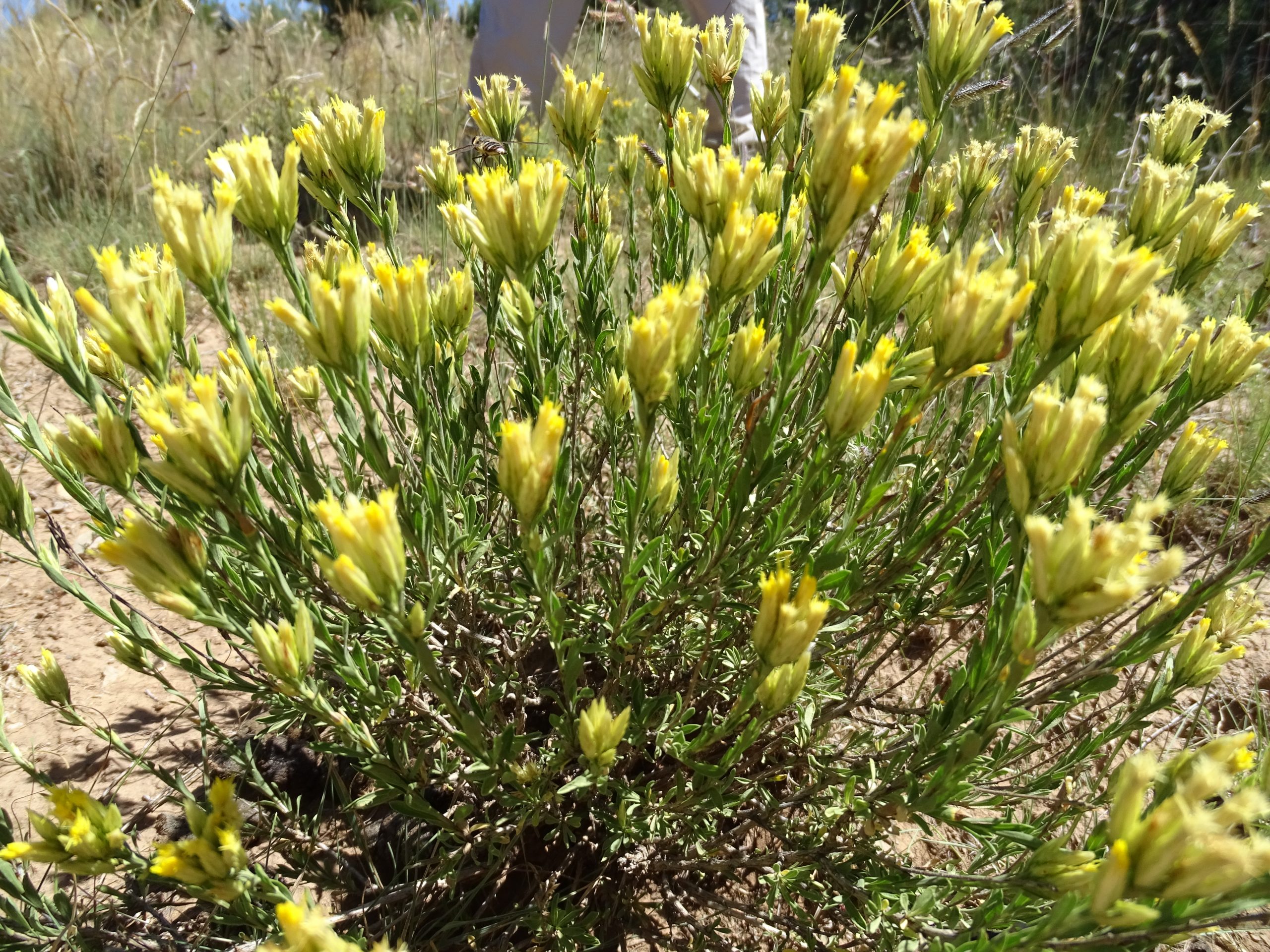 Chrysothamnus depressus