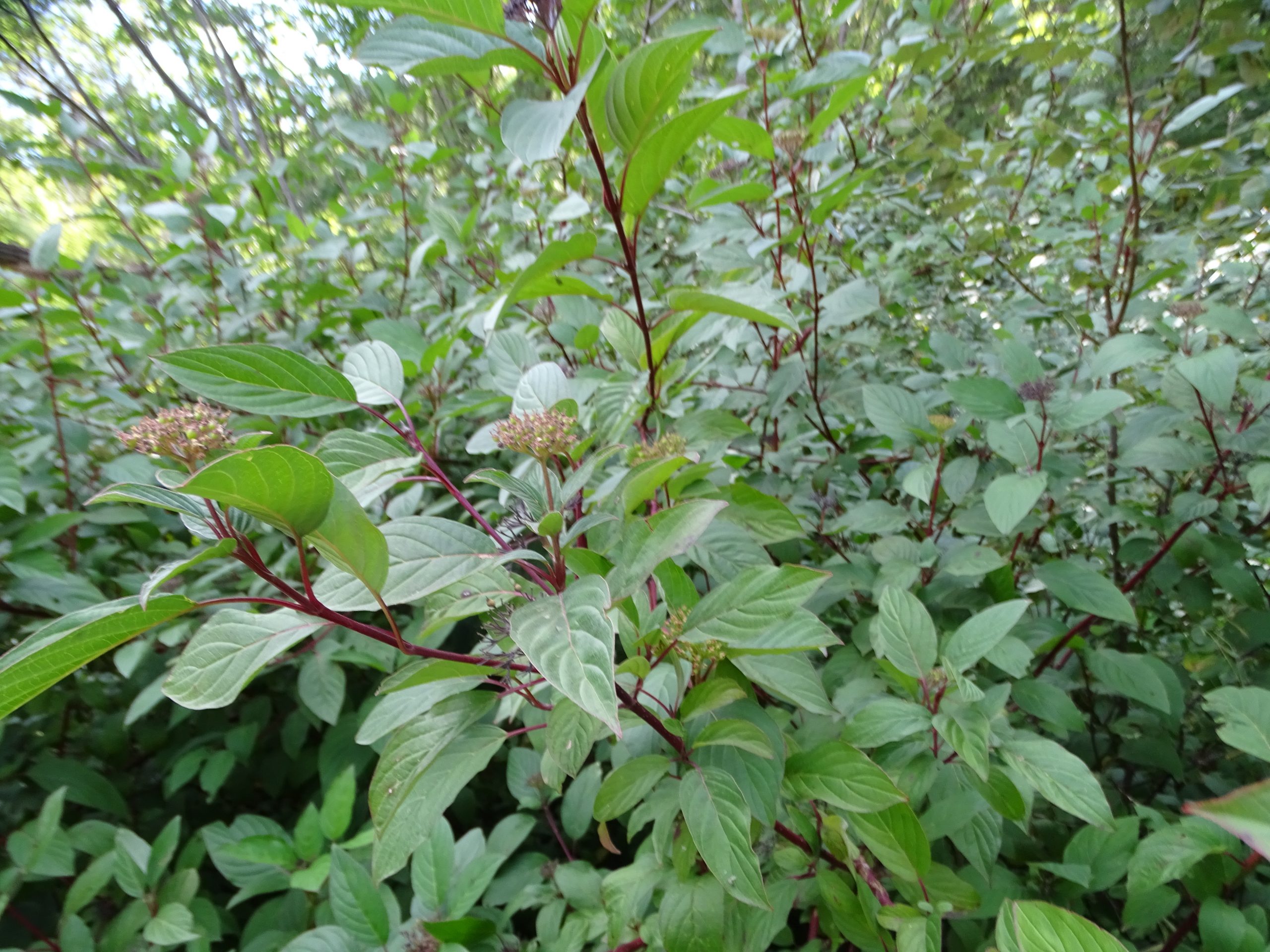 Cornus sericea