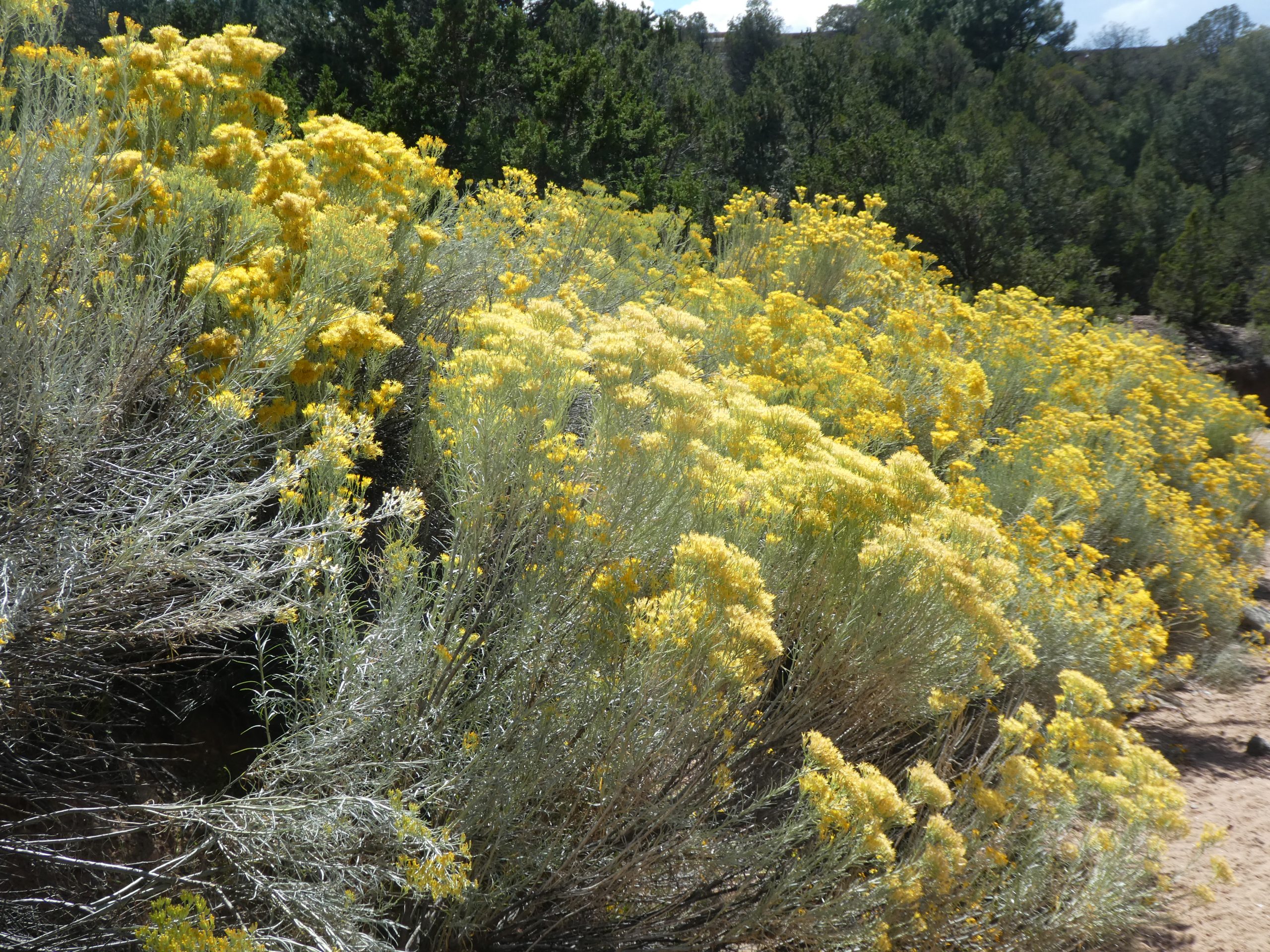 Ericameria naueosa