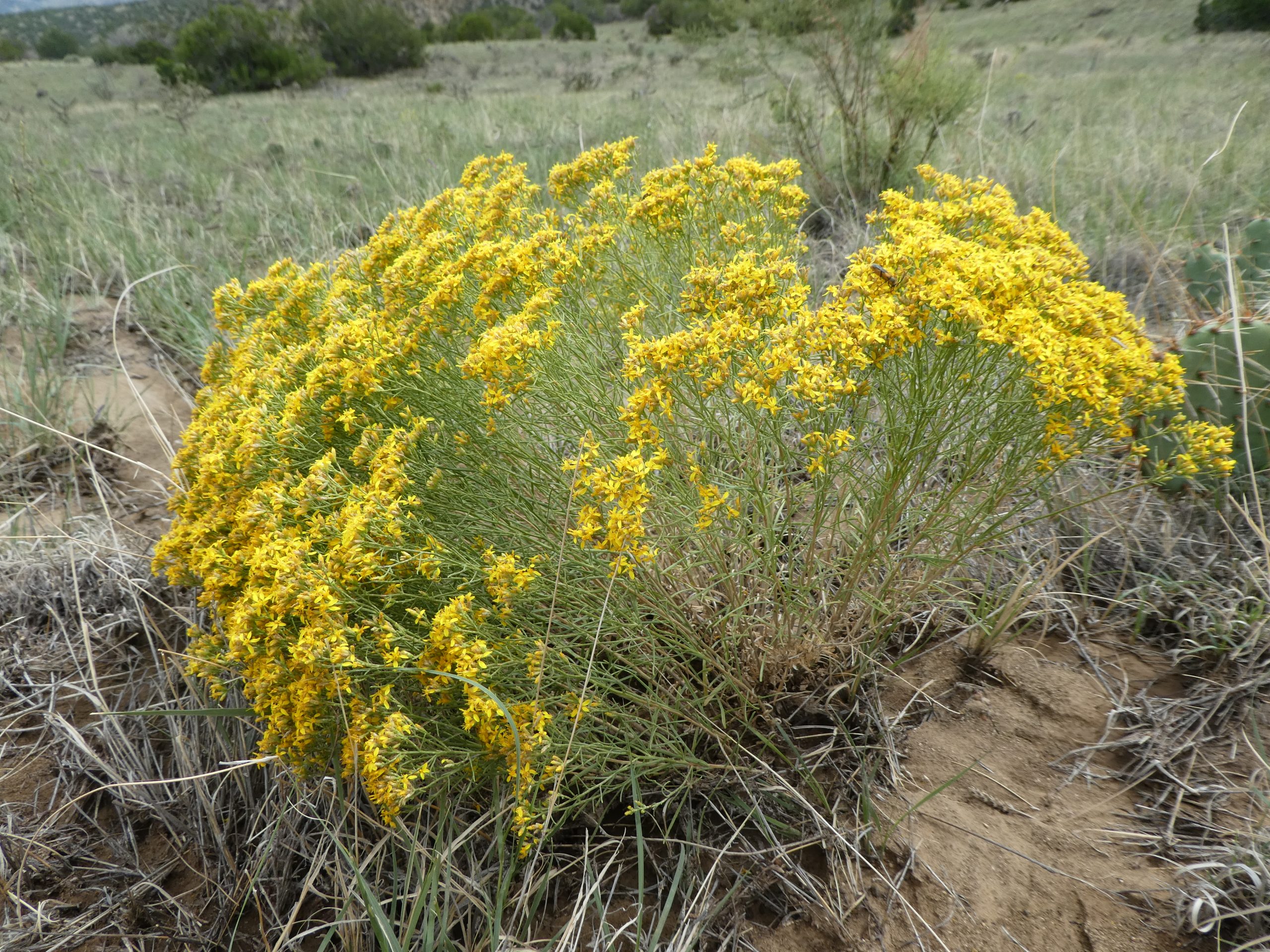 Gutierrezia sarothrae