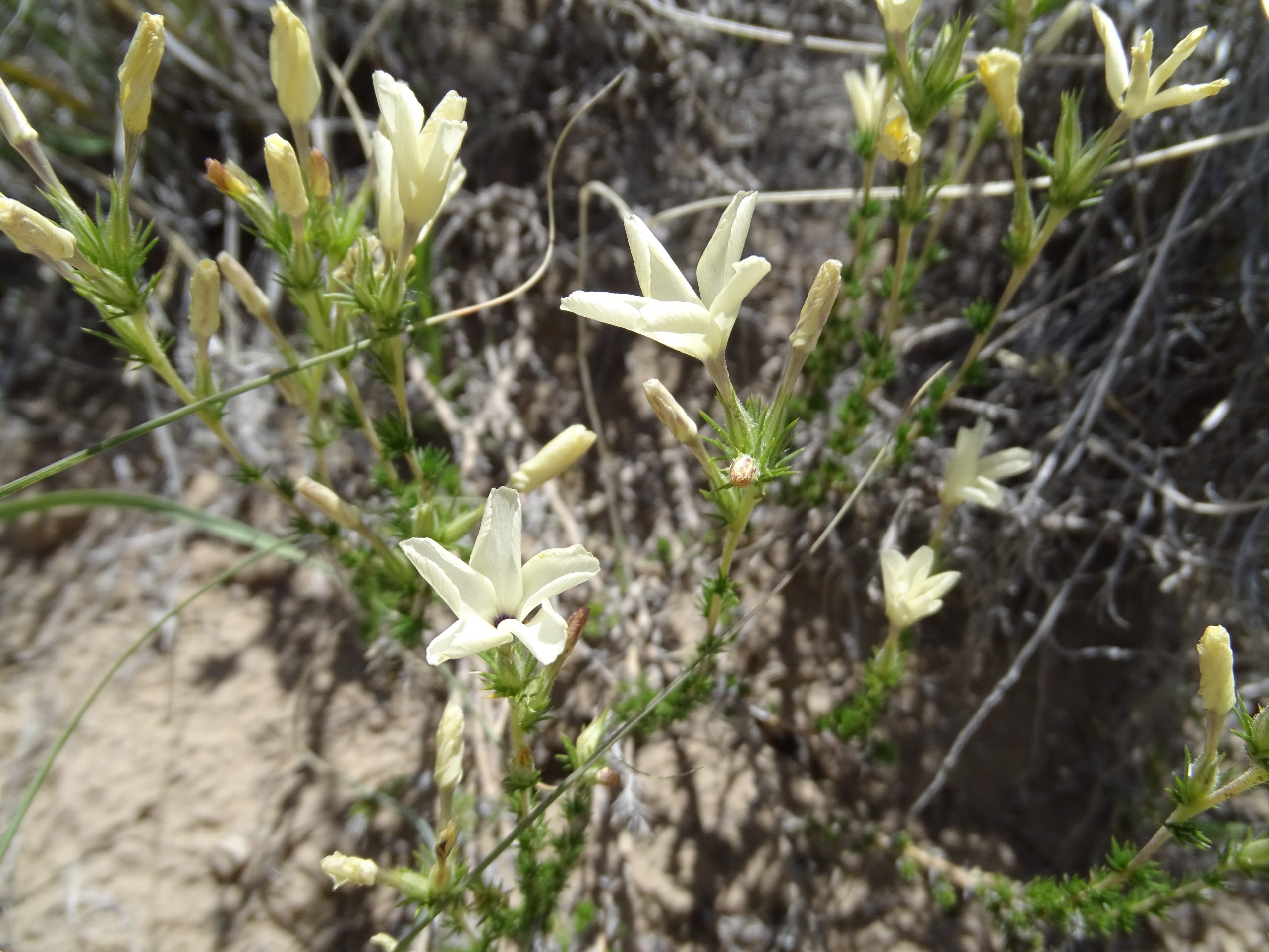 Linanthus pungens