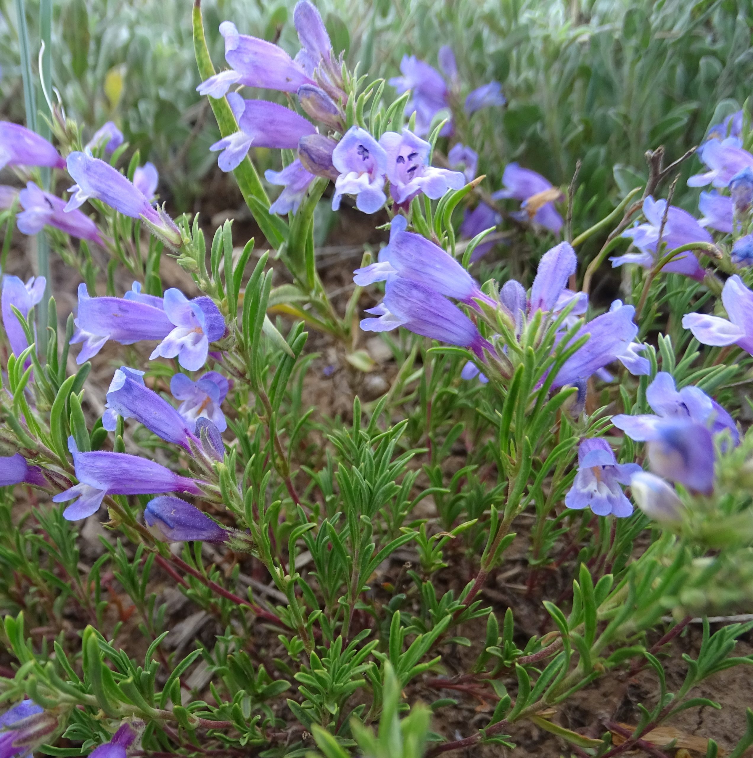 Penstemon crandallii