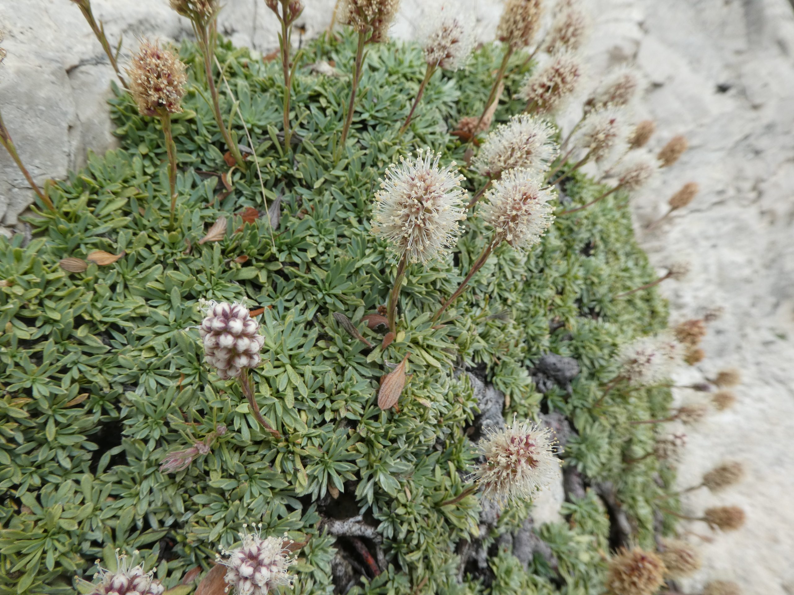 Petrophytum caespitosum