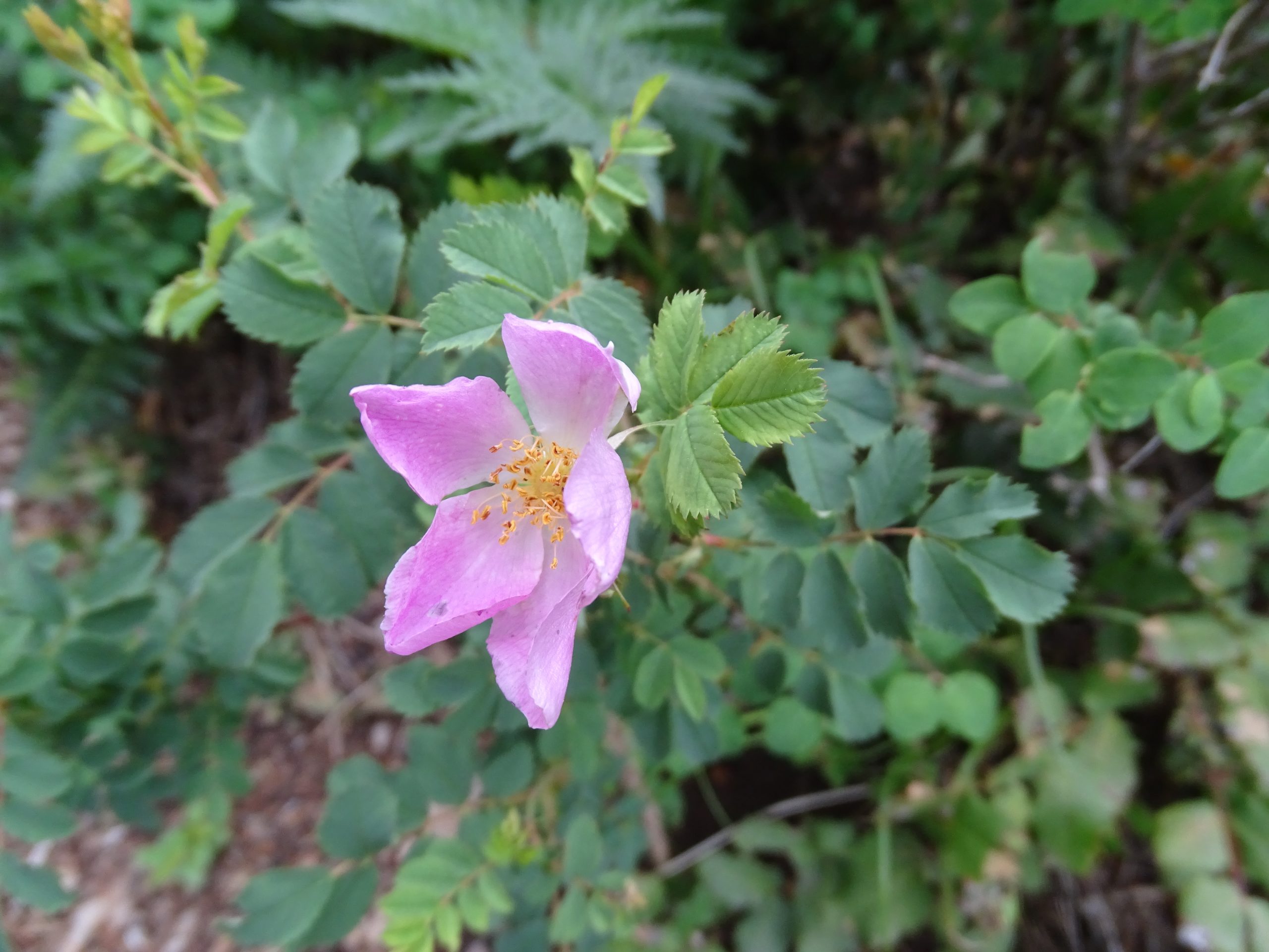 Rosa woodsii