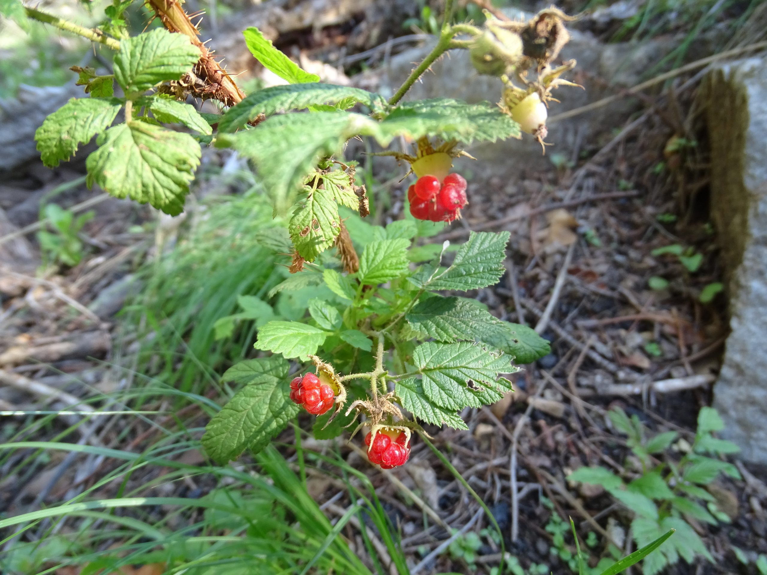 Rubus idaeus
