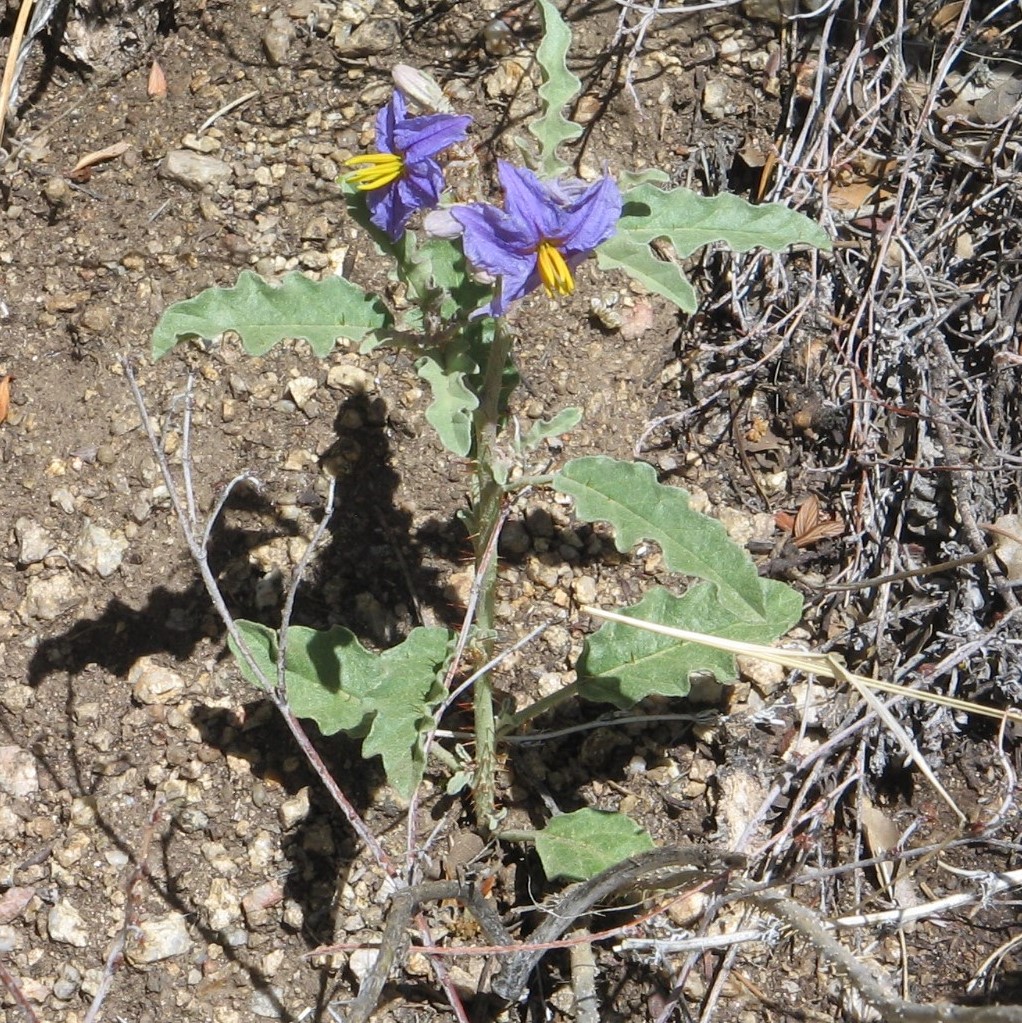 Solanum elaeagnifolium