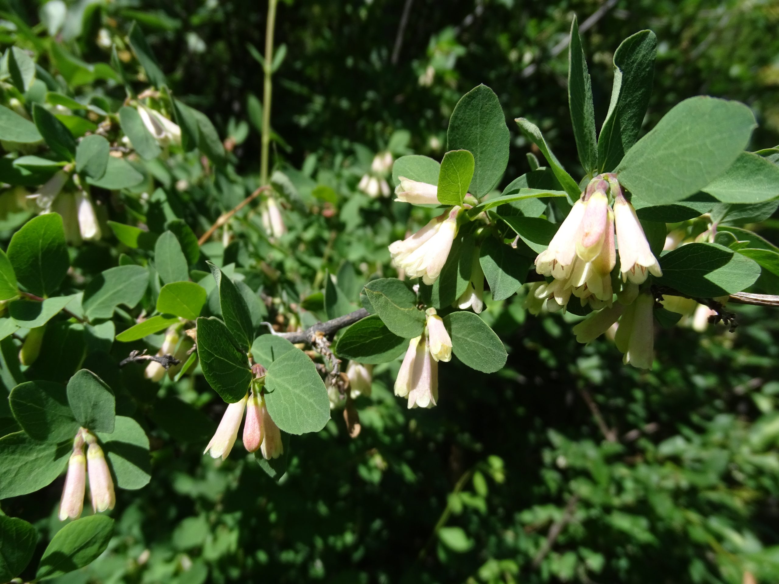 Symphoricarpos rotundifolius
