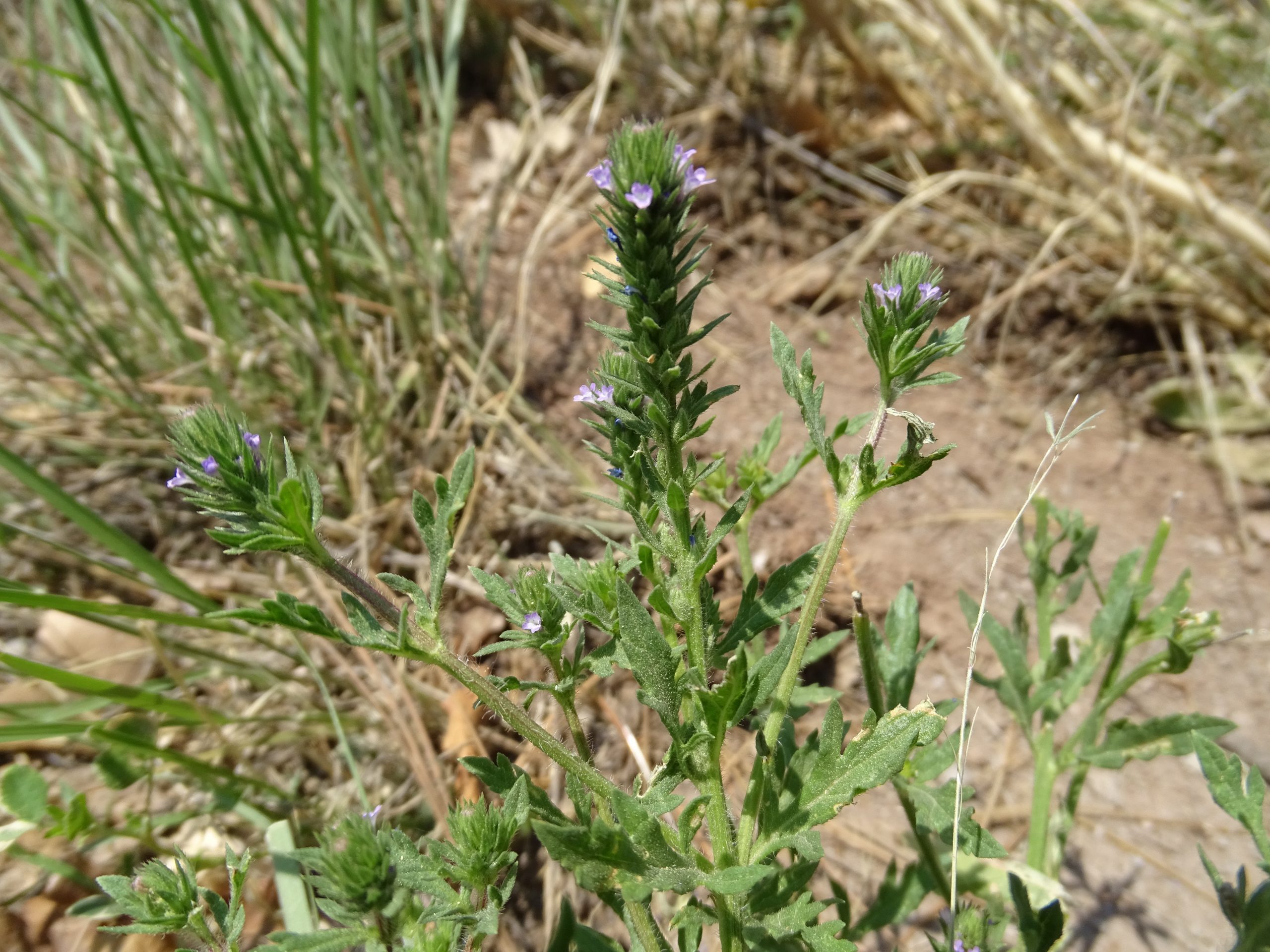 Verbena bracteata