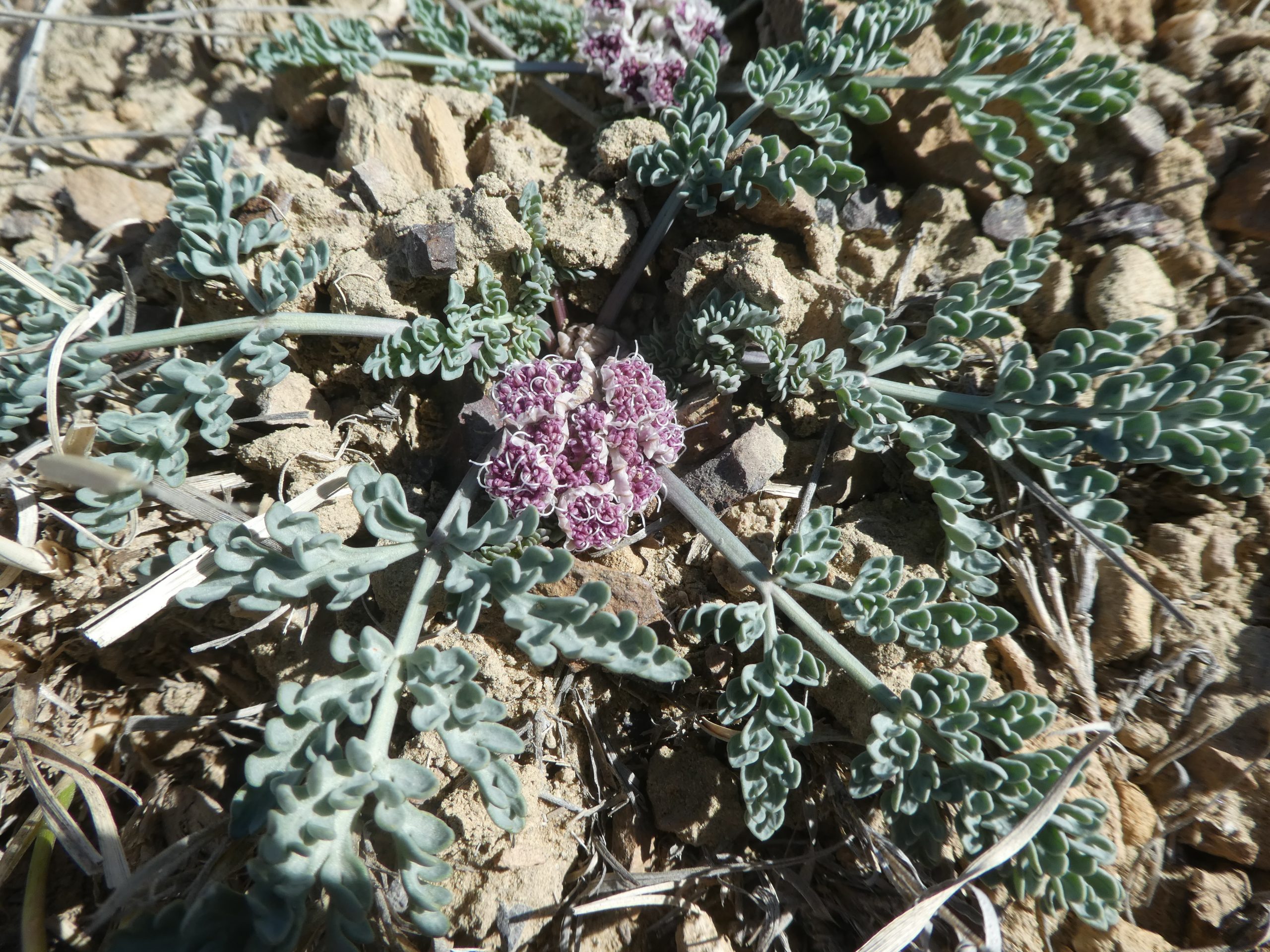 Vesper bulbosa