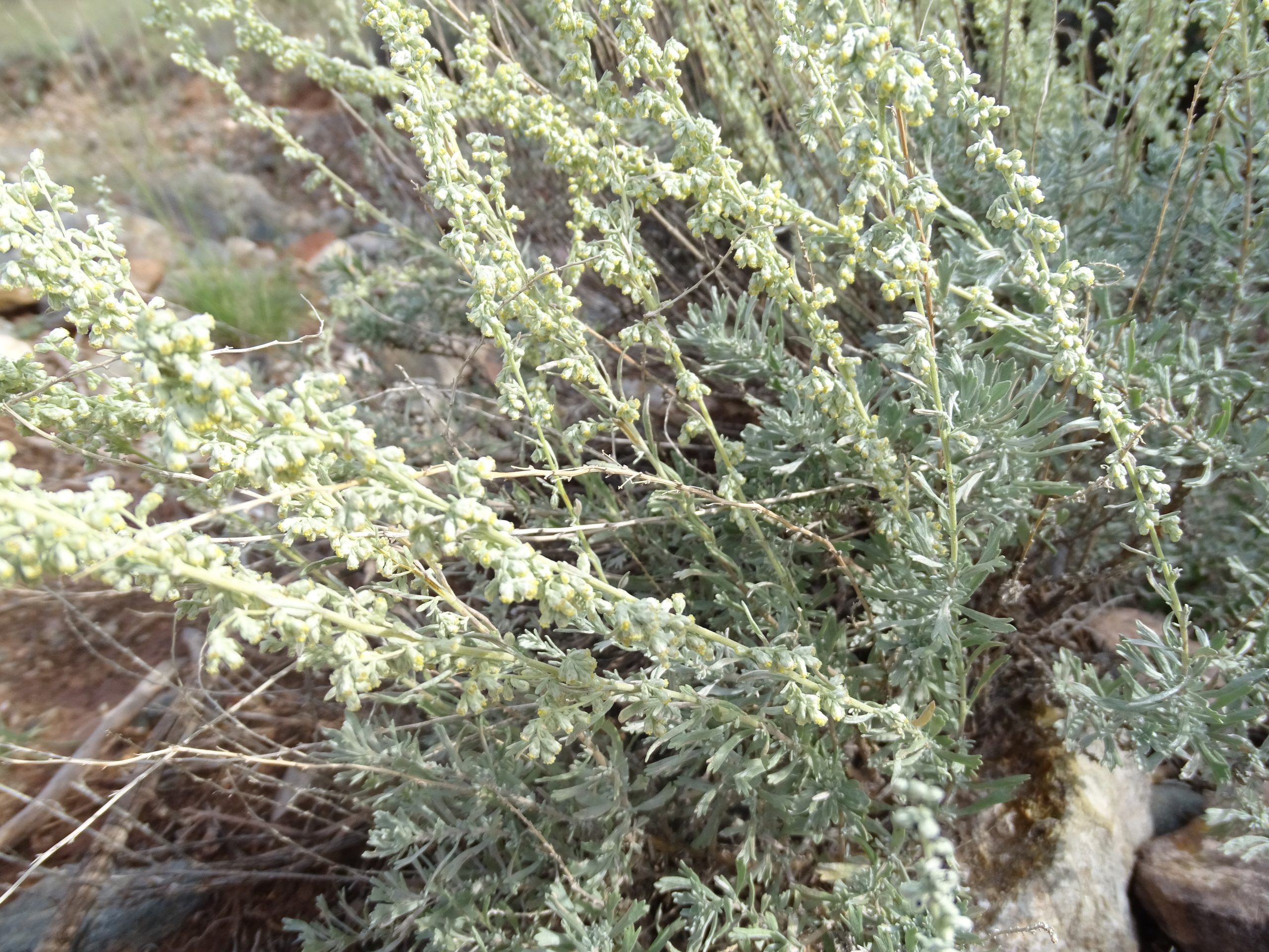 Artemisia bigelovii