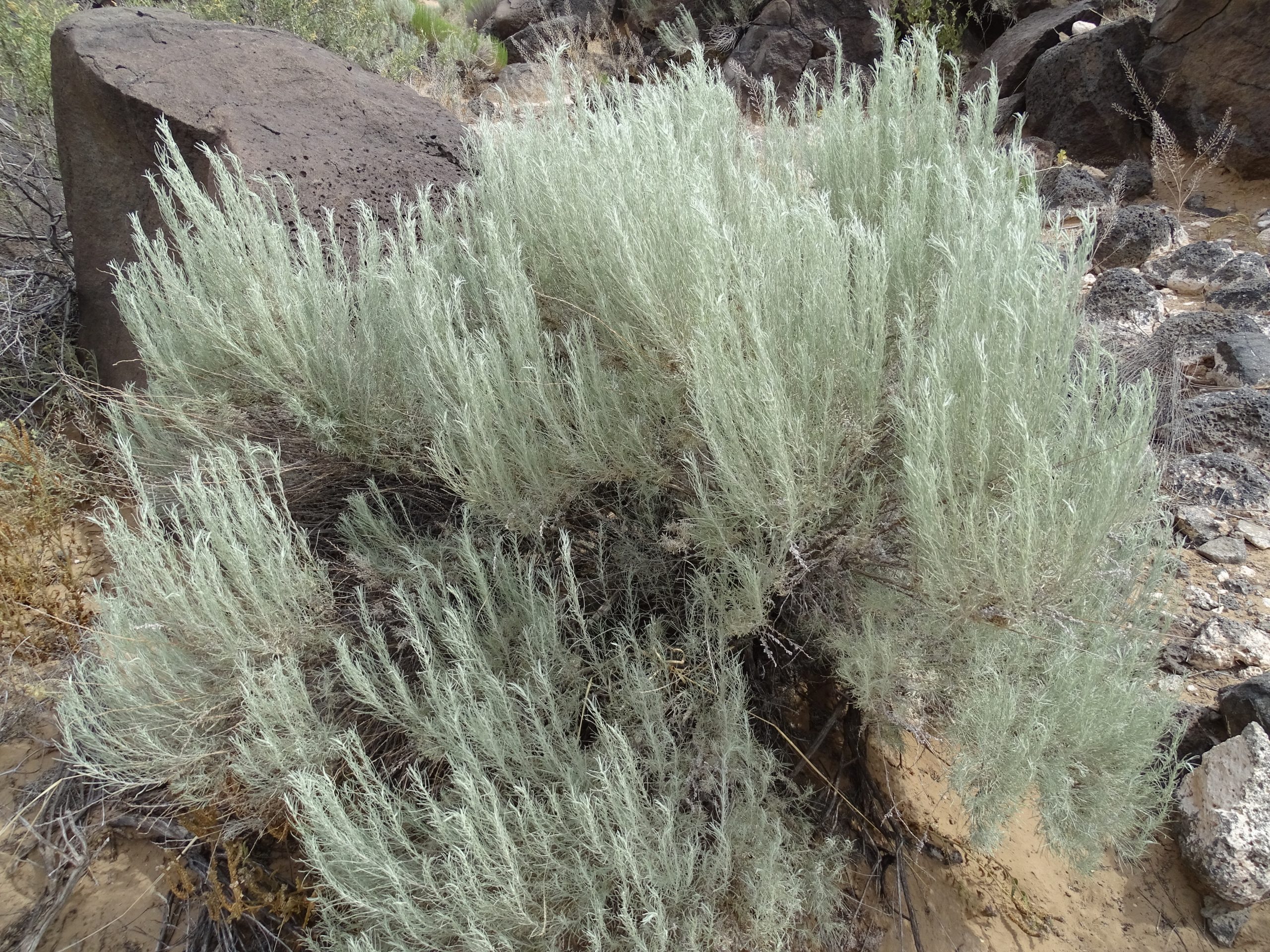 Artemisia filifolia