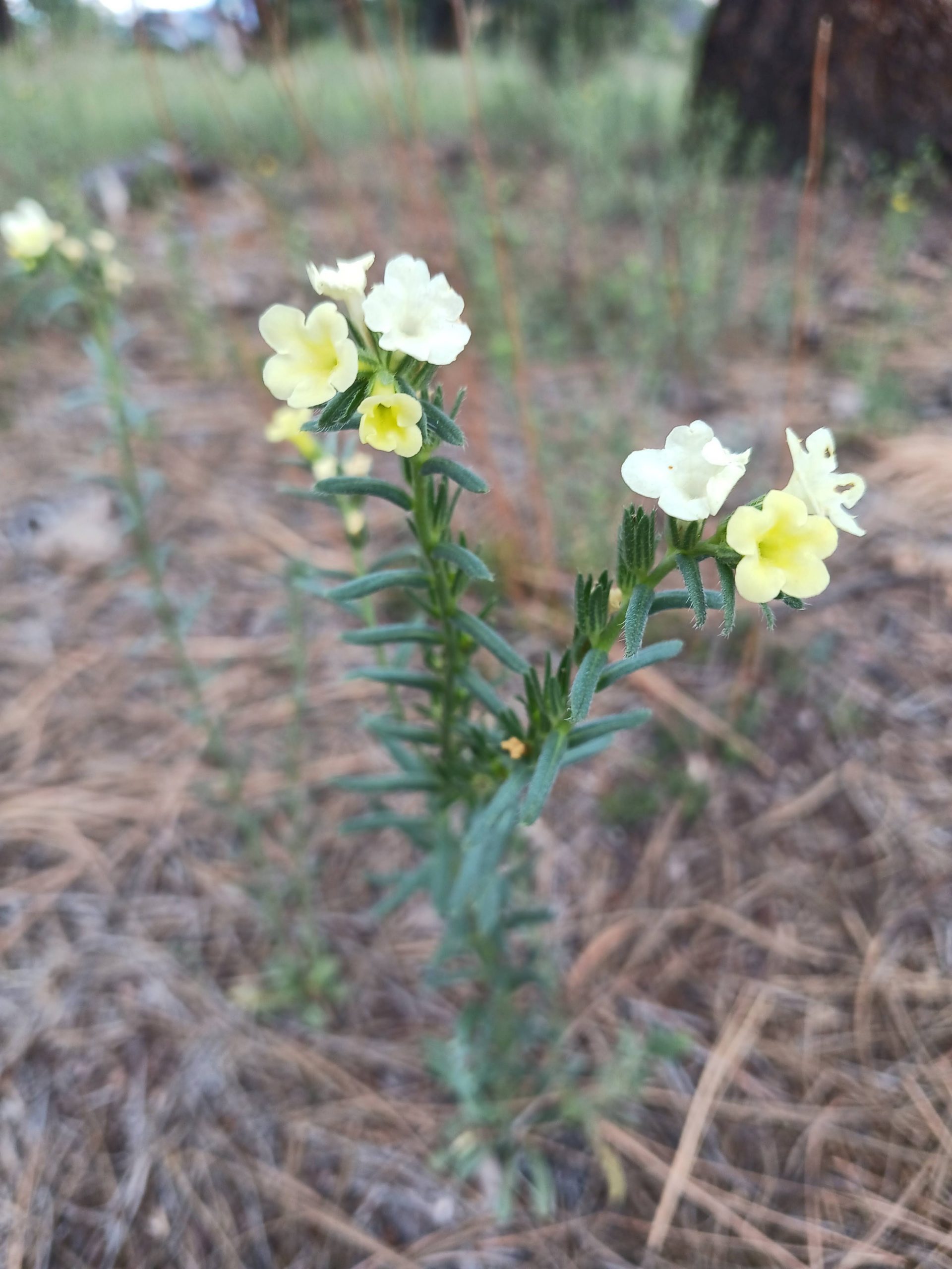 Lithospermum cobrense