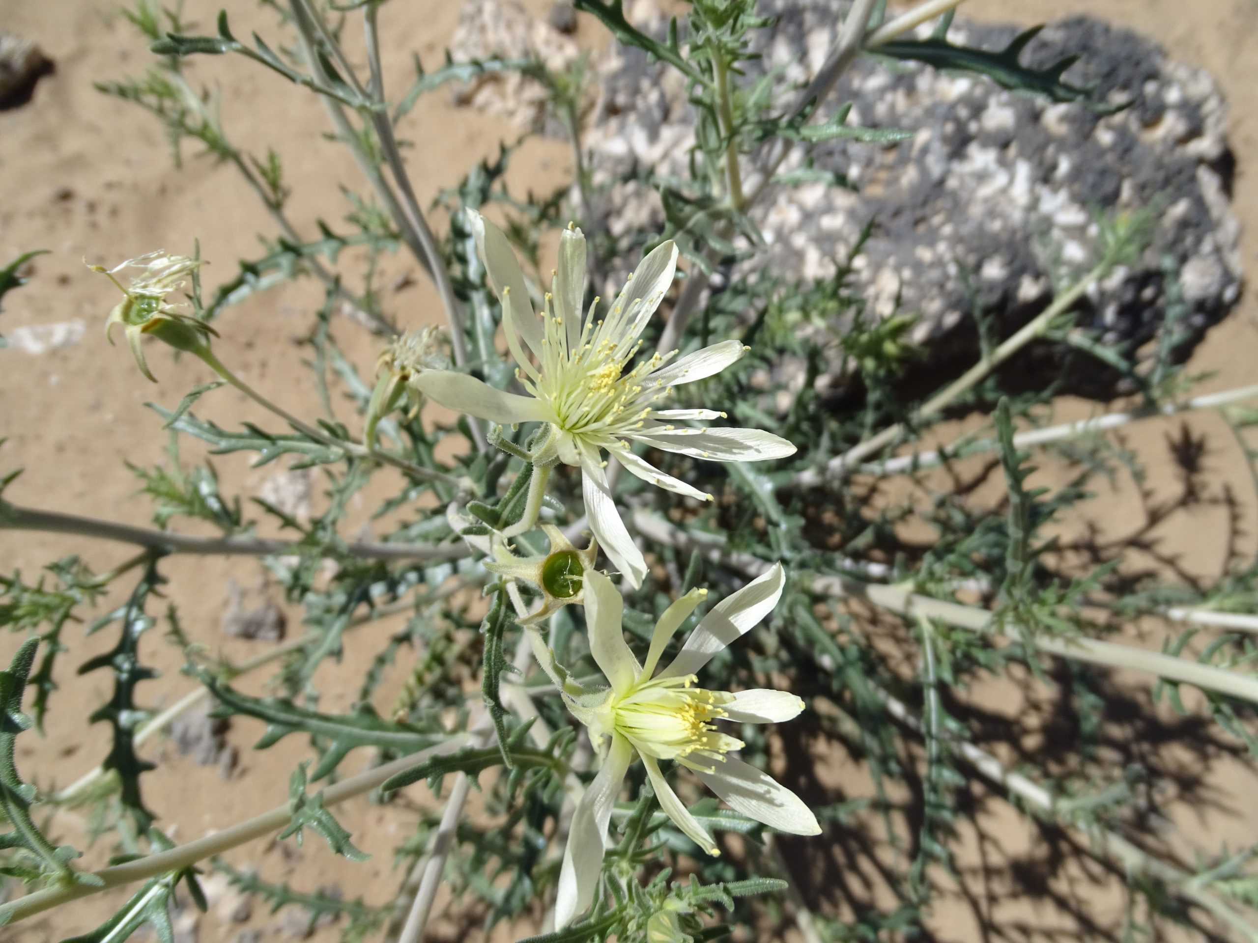 Mentzelia multiflora