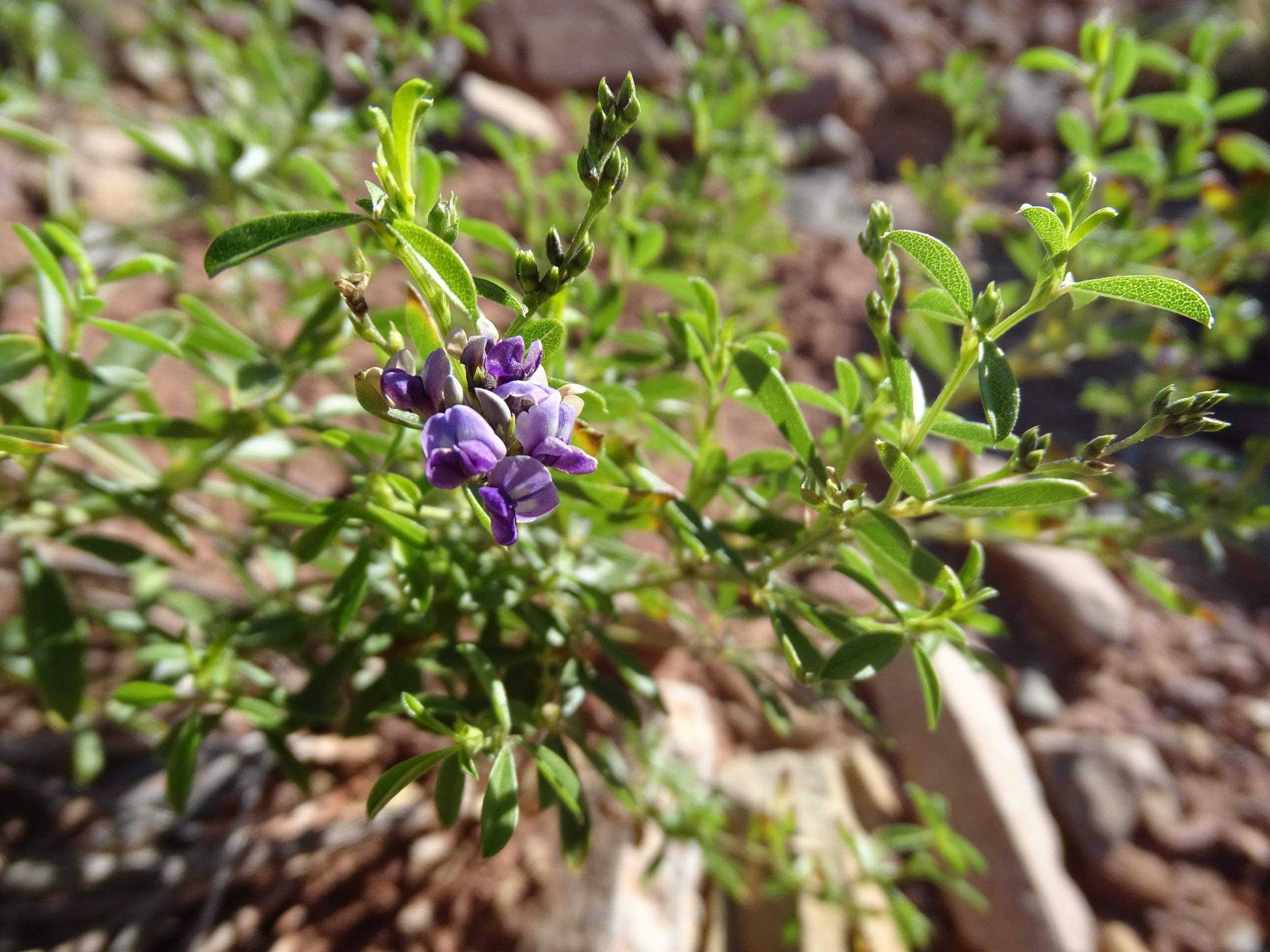 Pediomelum tenuiflorum