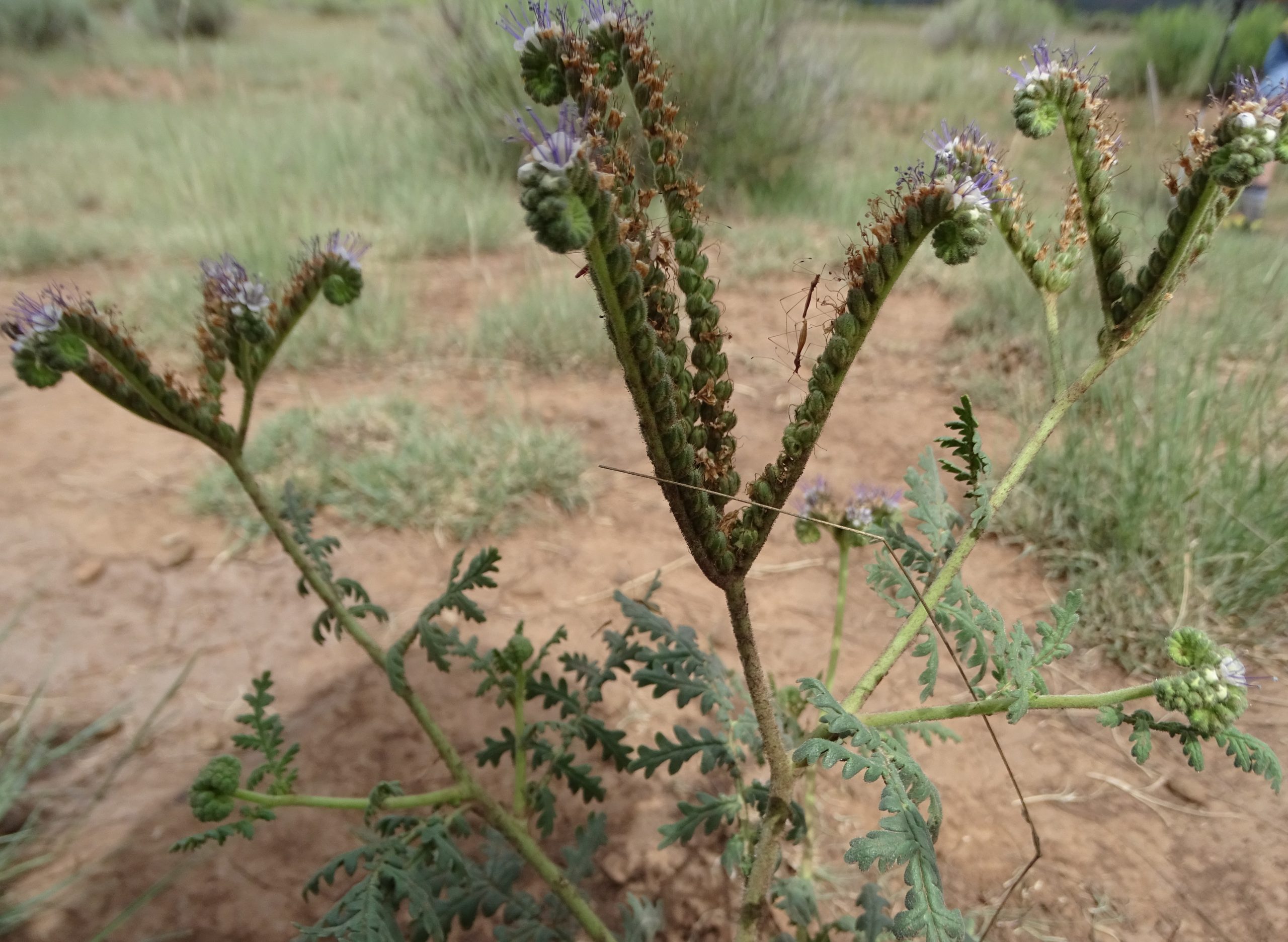 Phacelia neomexicana