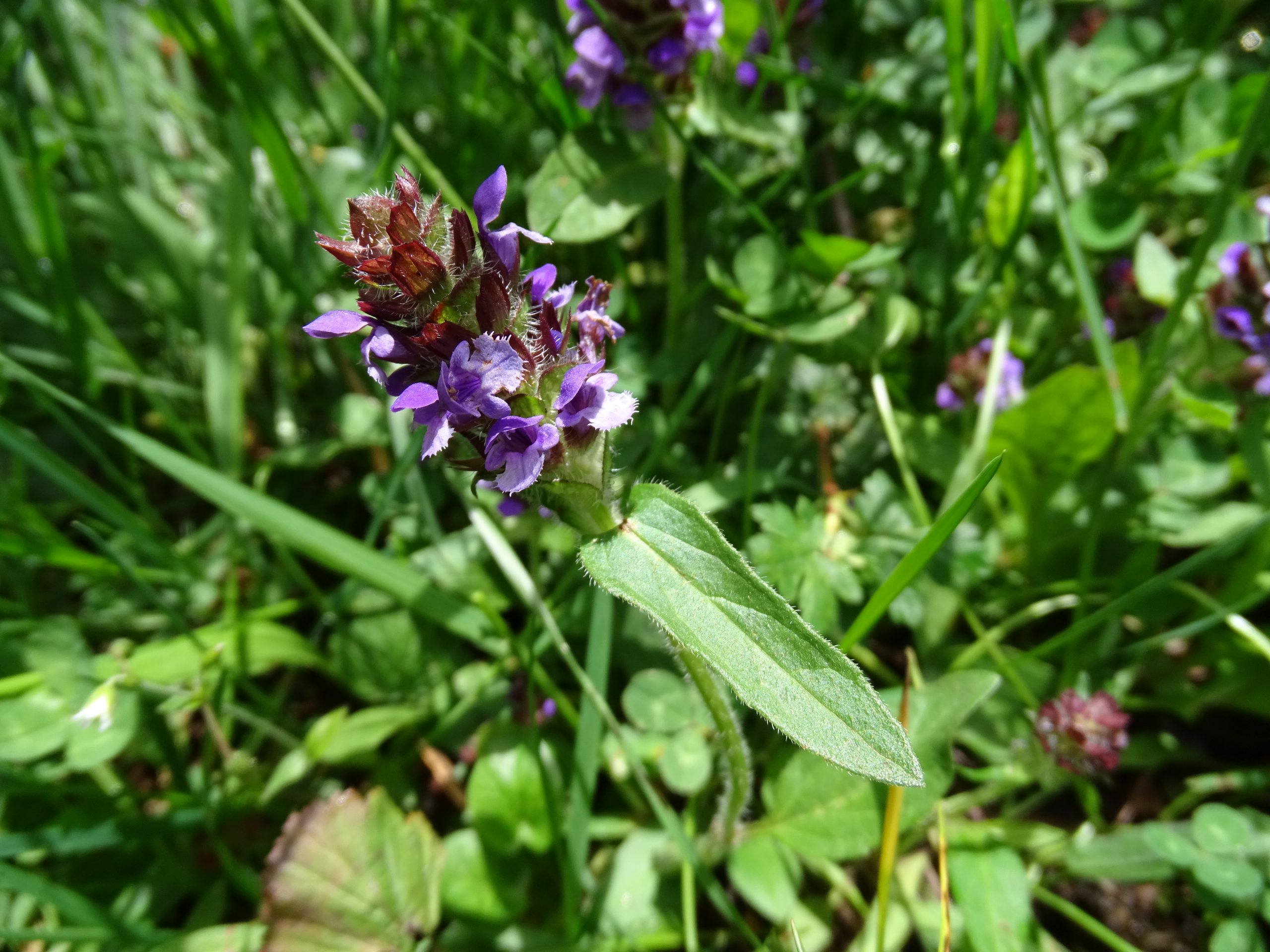 Prunella vulgaris