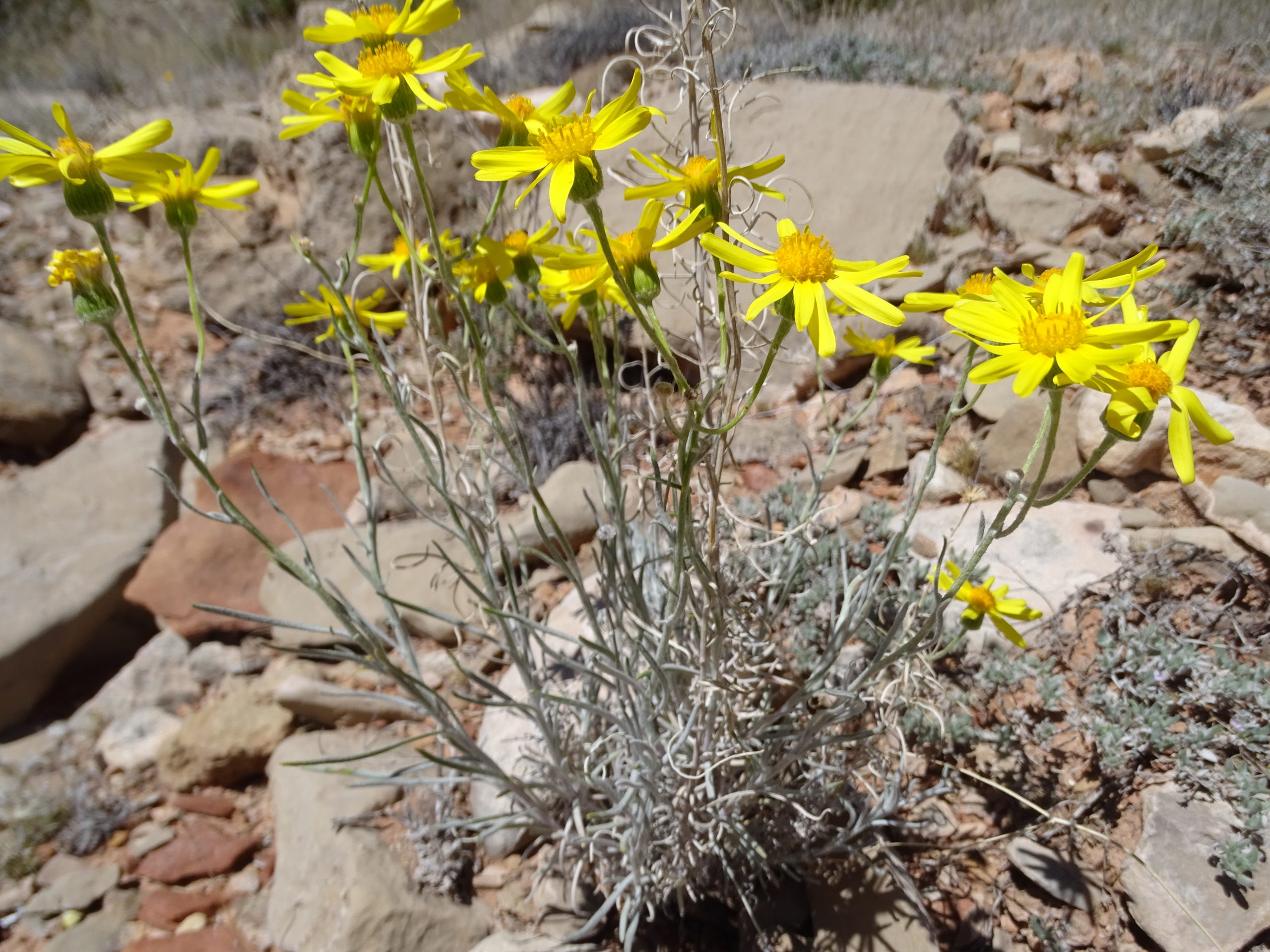 Senecio flaccidus