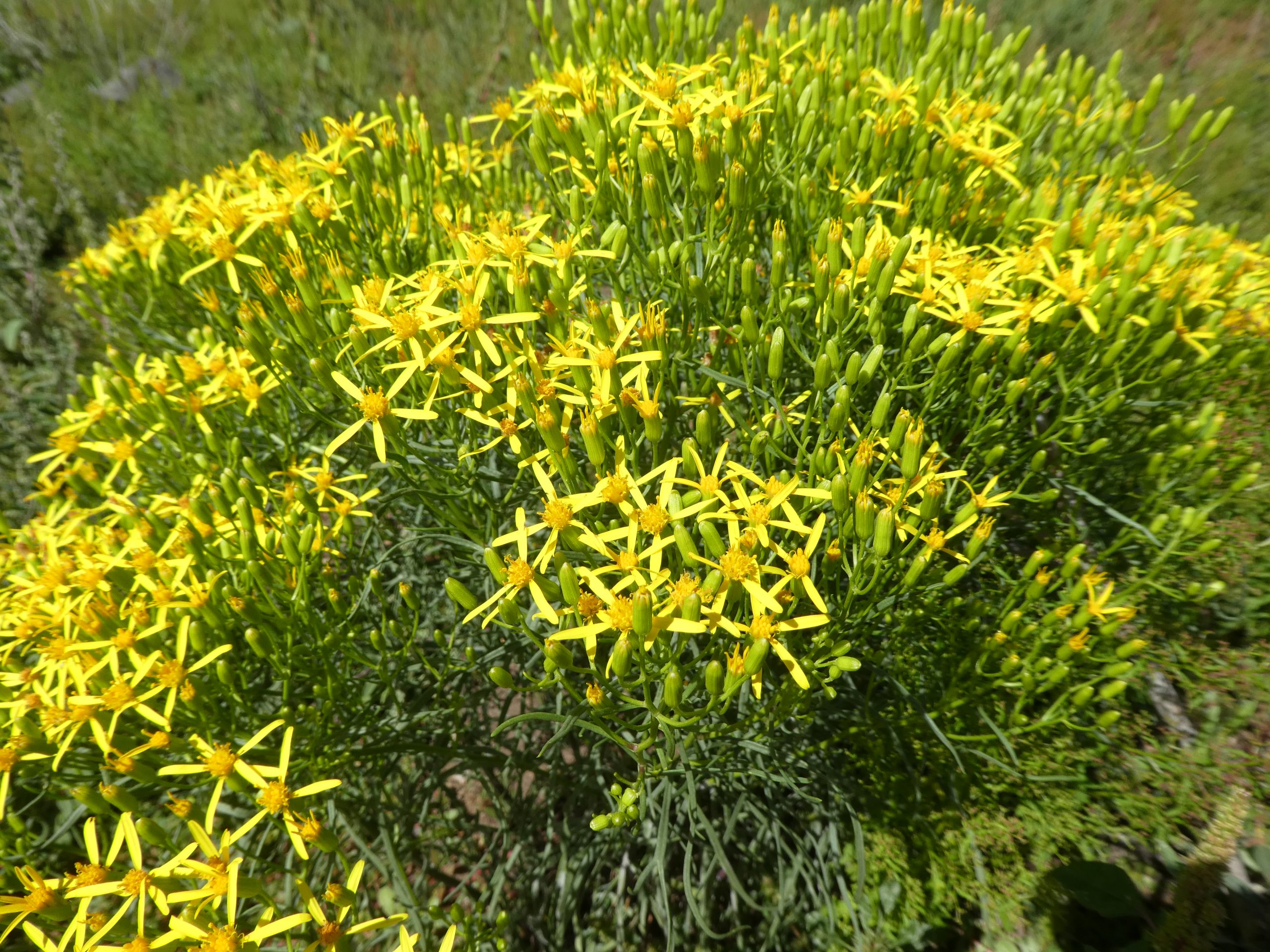 Senecio spartioides
