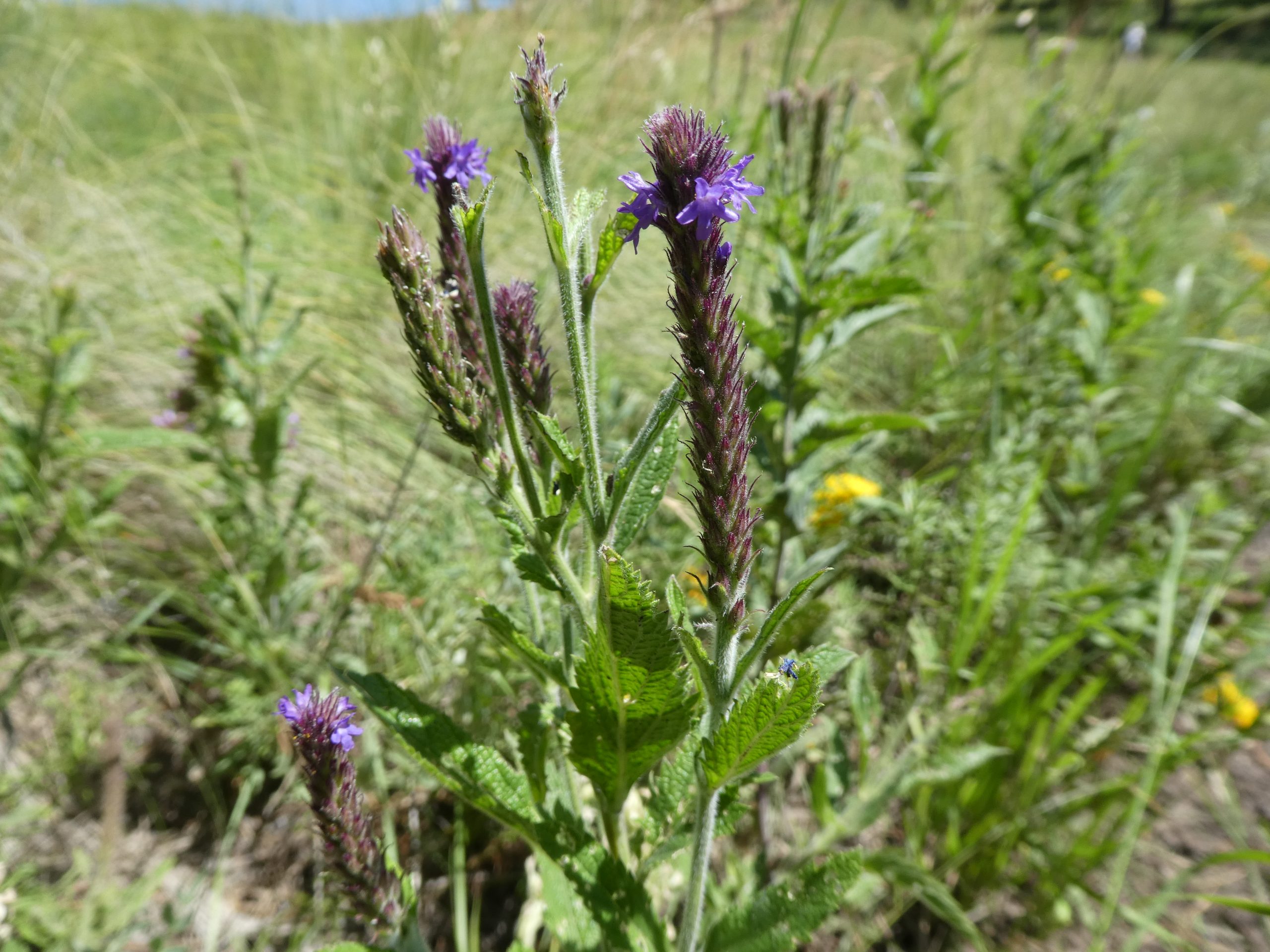 Verbena macdougalii