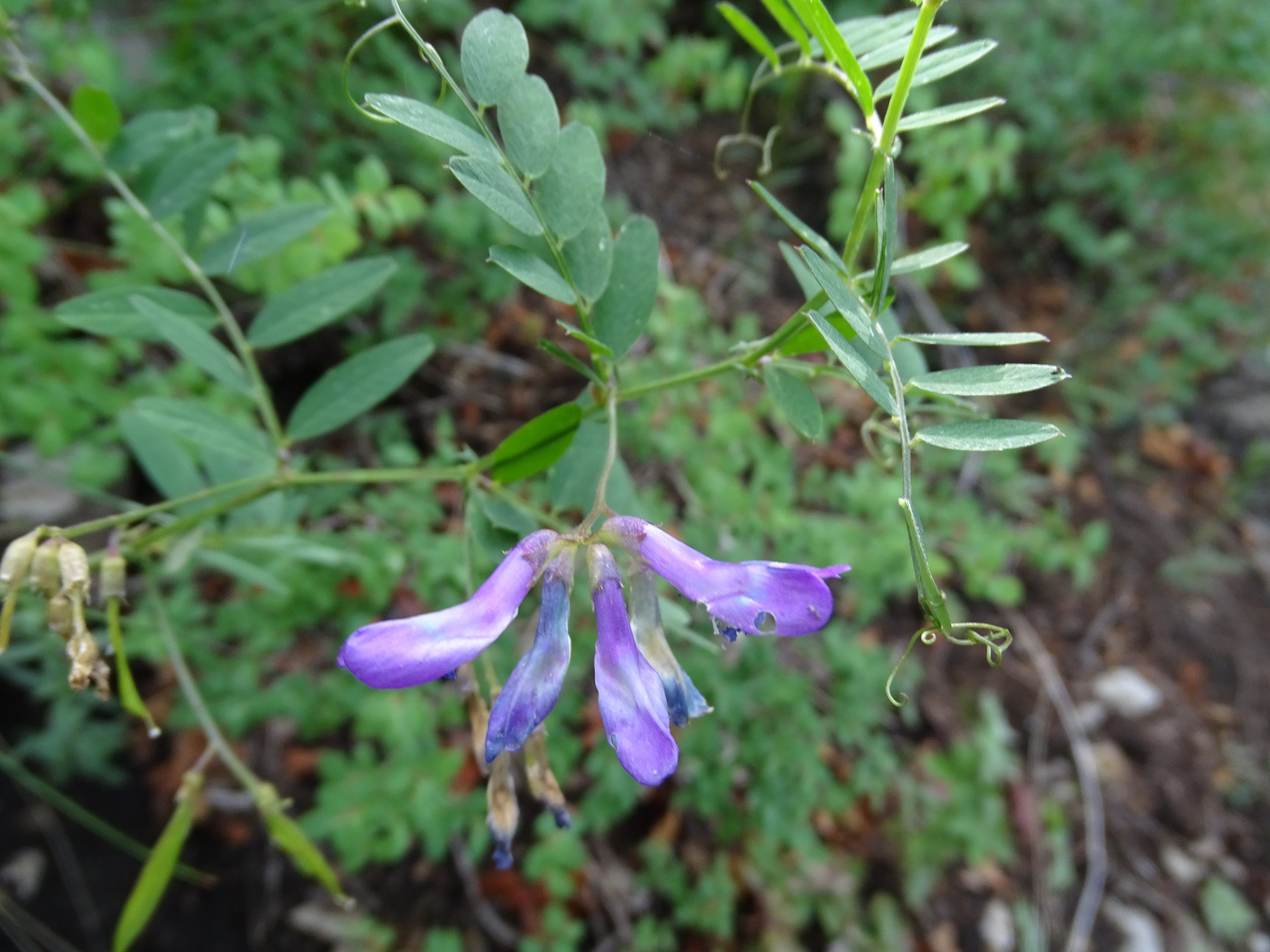 Vicia americana