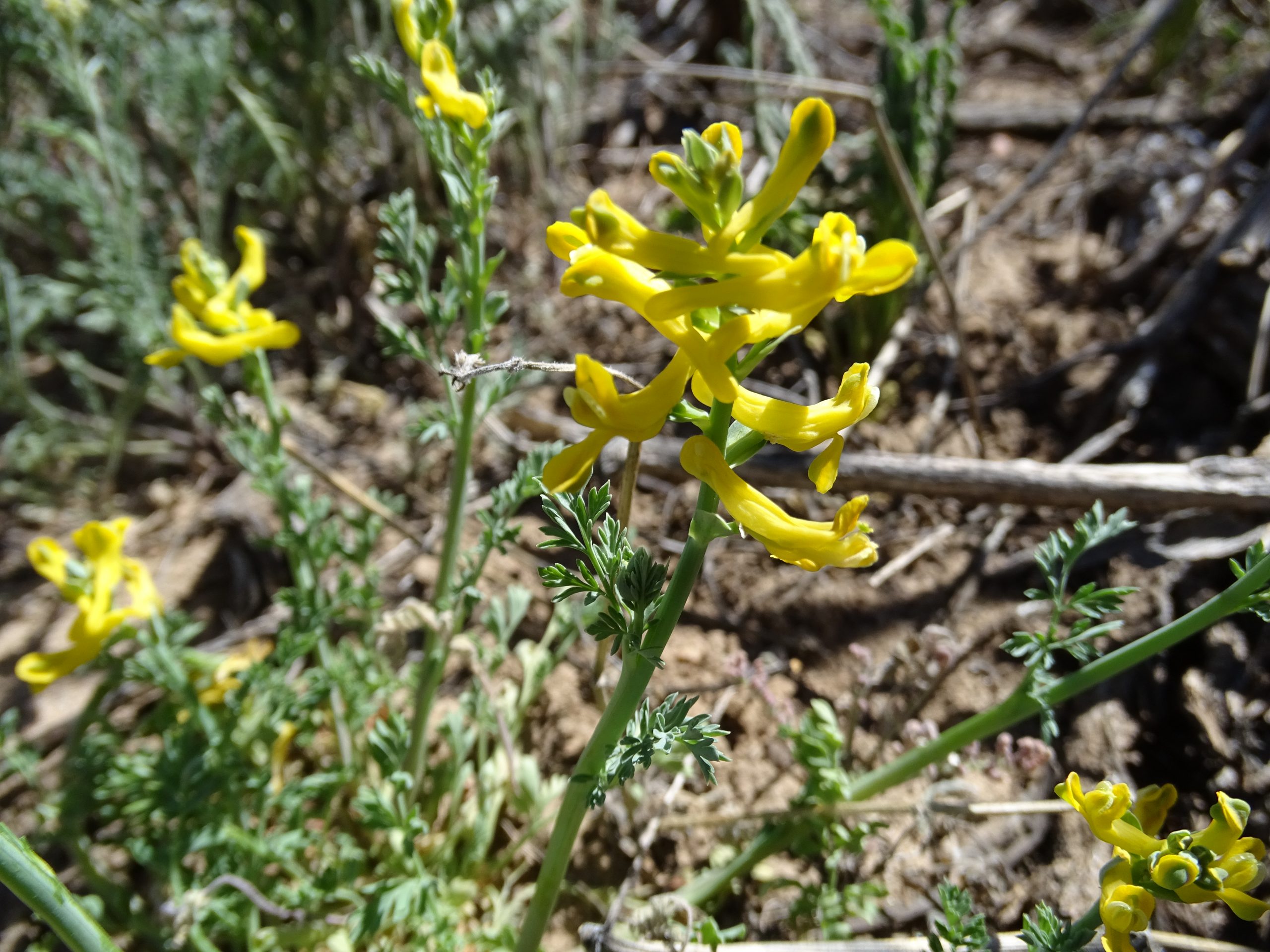 Corydalis aurea