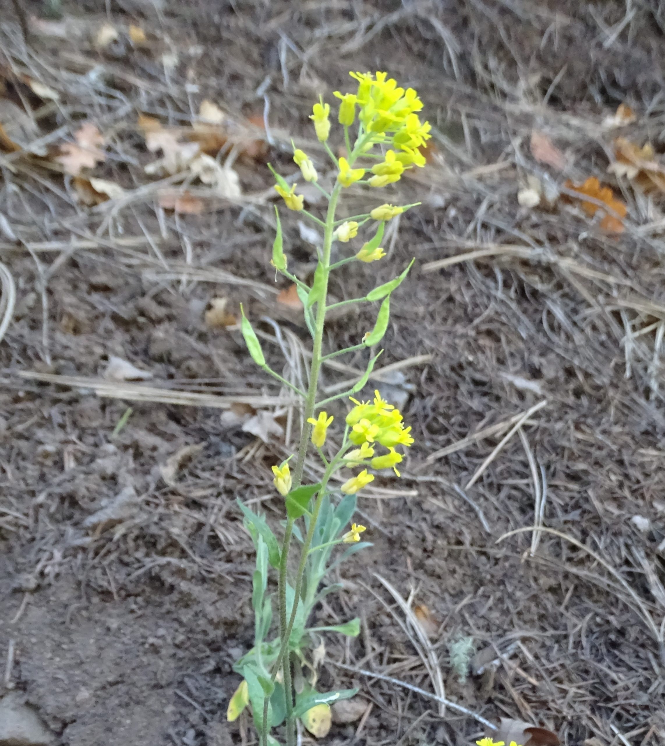 Draba aurea
